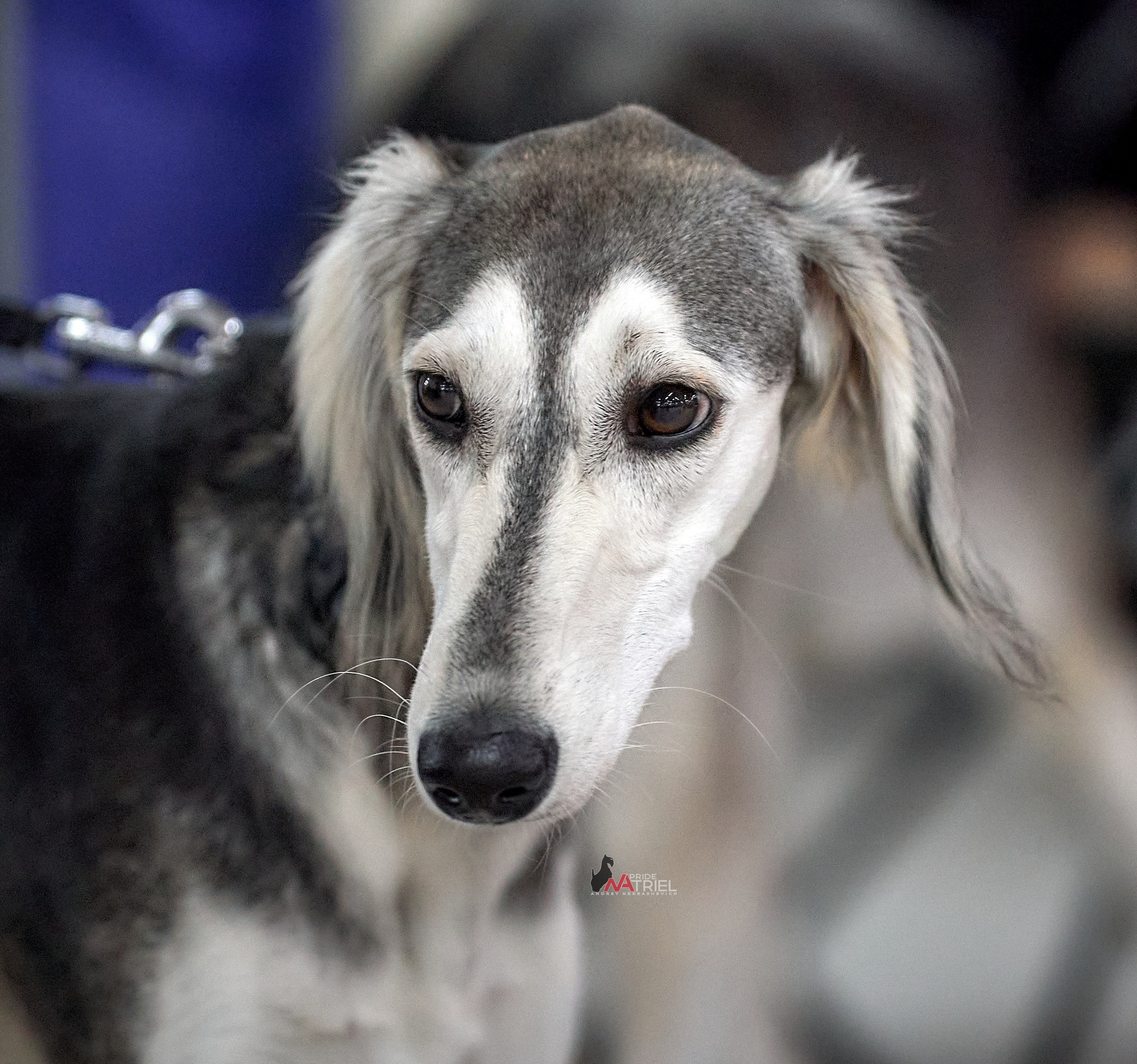 Портреты собак — галерея NATRIEL