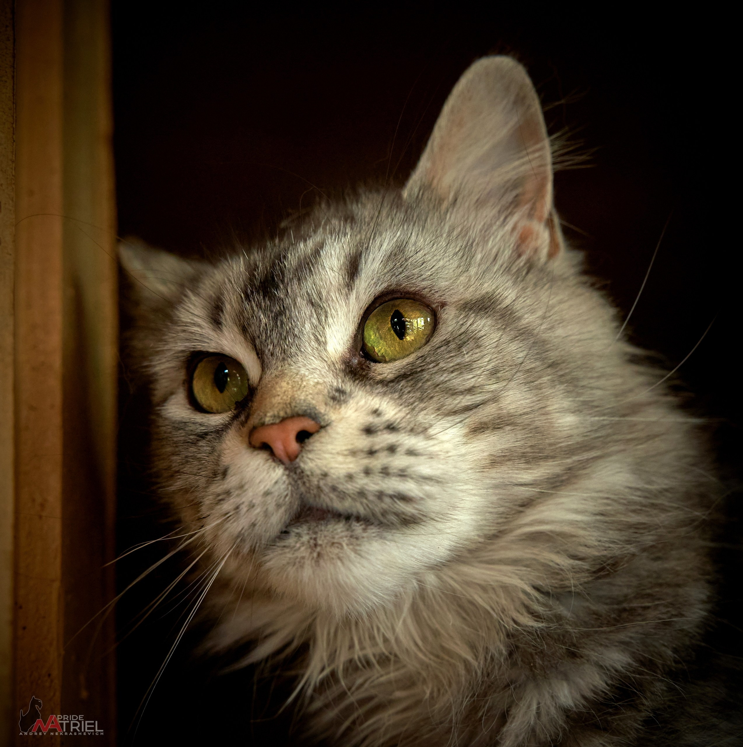 Домашние кошки — галерея NATRIEL