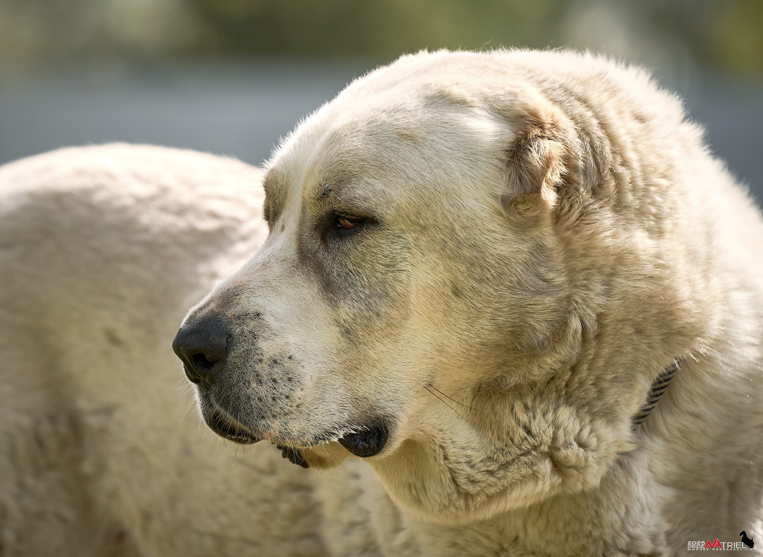 Съемка в питомнике