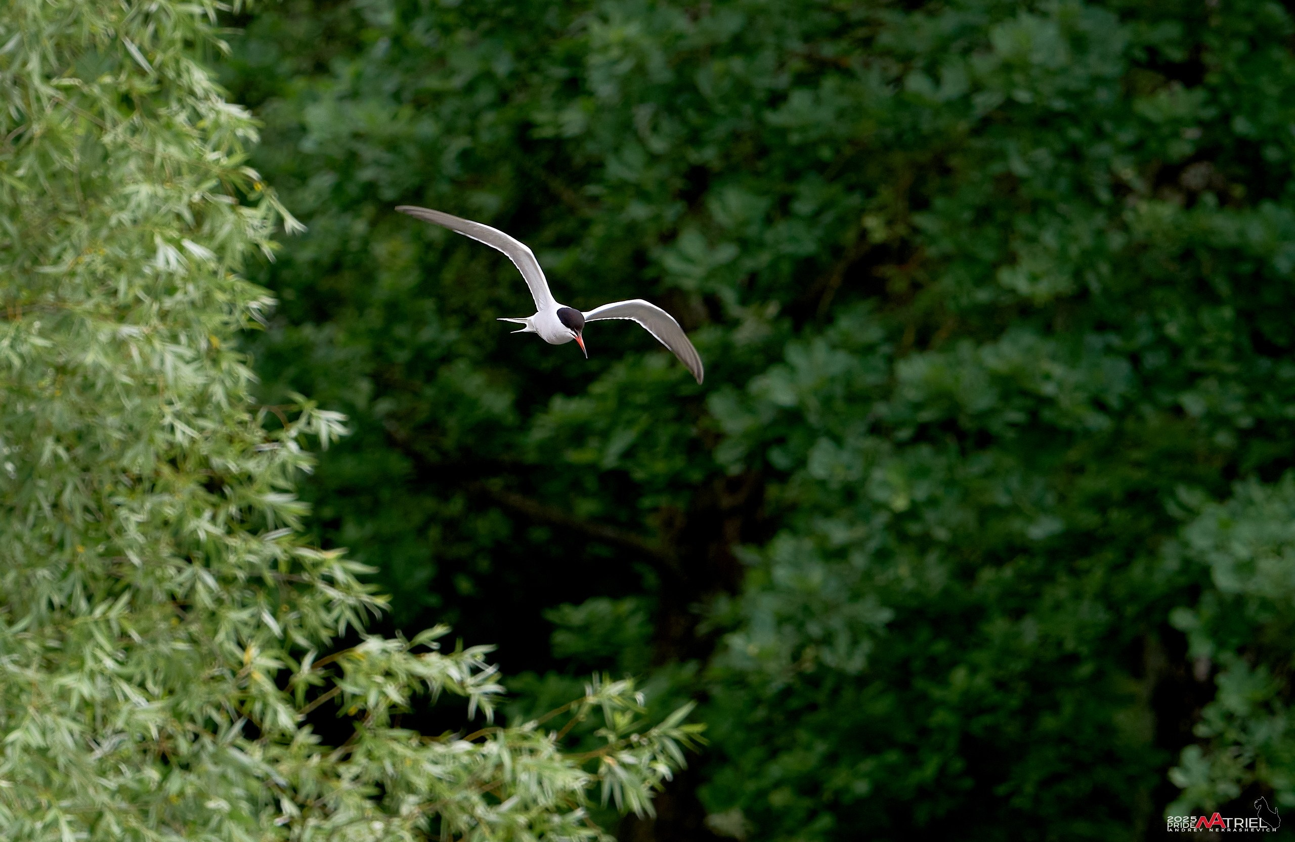 Съемка в парке на воде