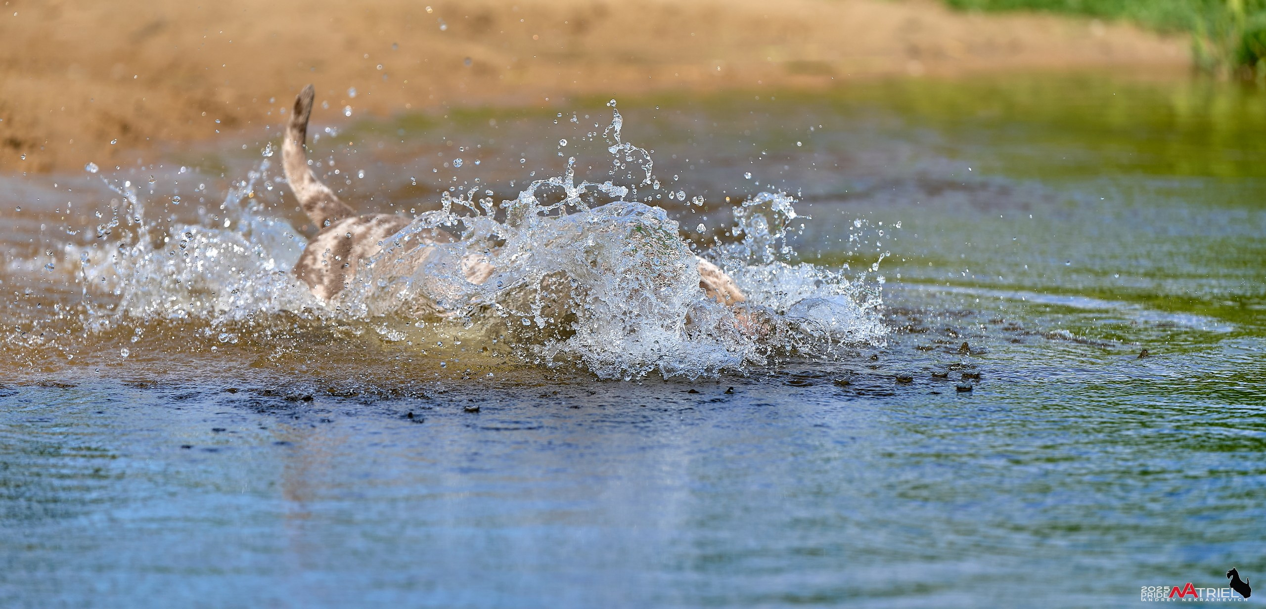 Съемка собак породы булли на природе