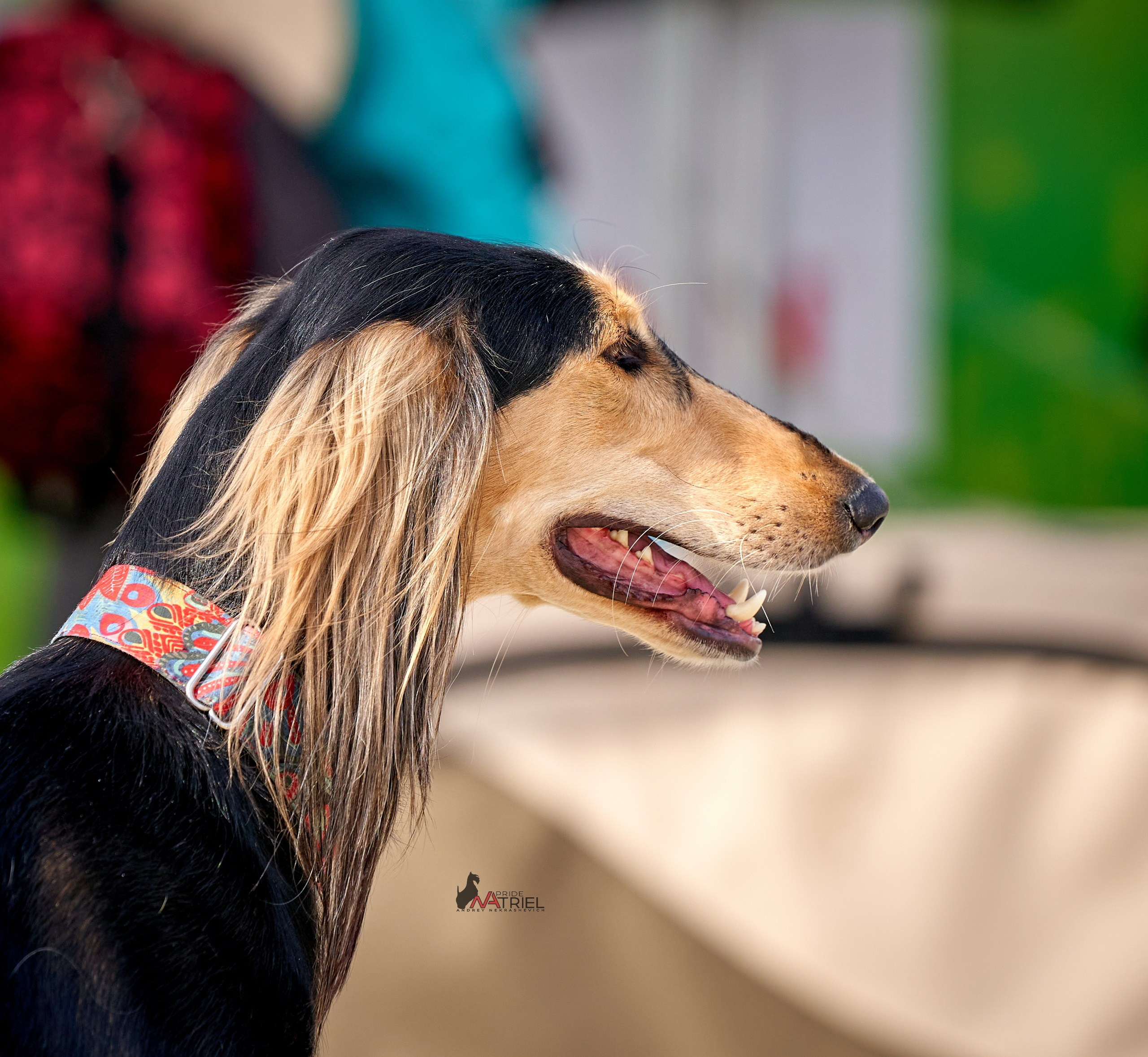 Портреты собак — галерея NATRIEL