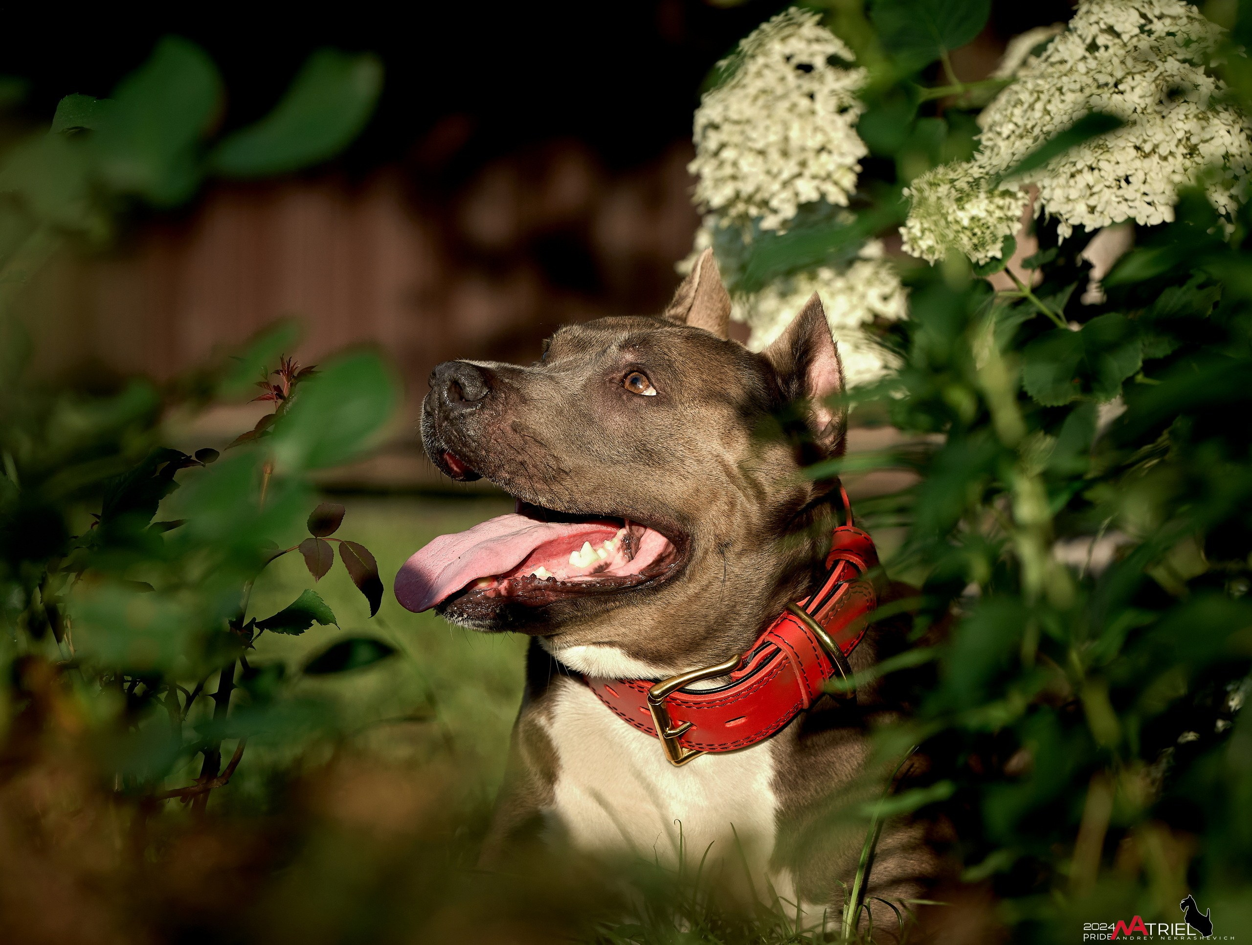 Съемка собак с выездом к Вам в дом