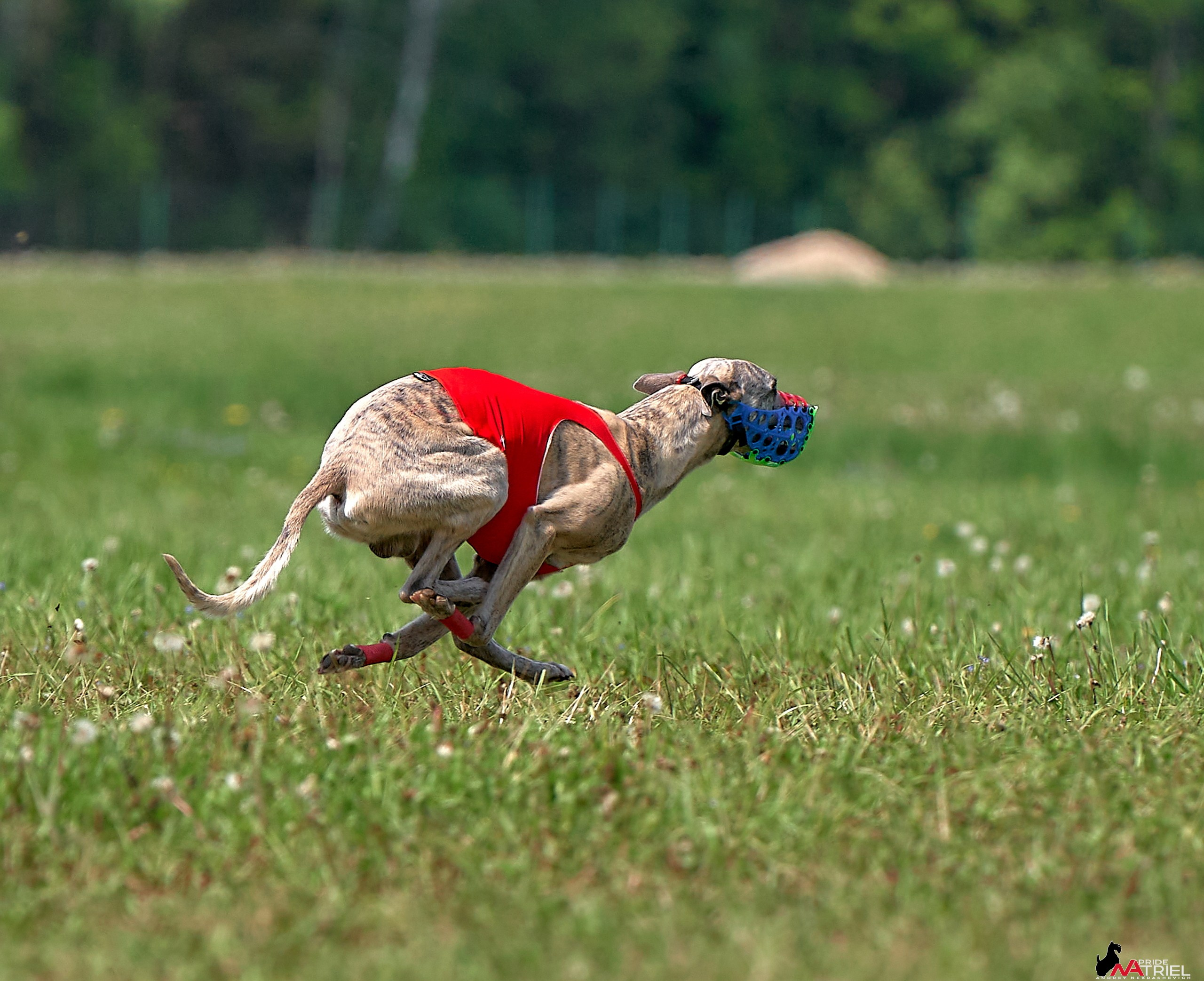 Съемка курсинг — галерея NATRIEL