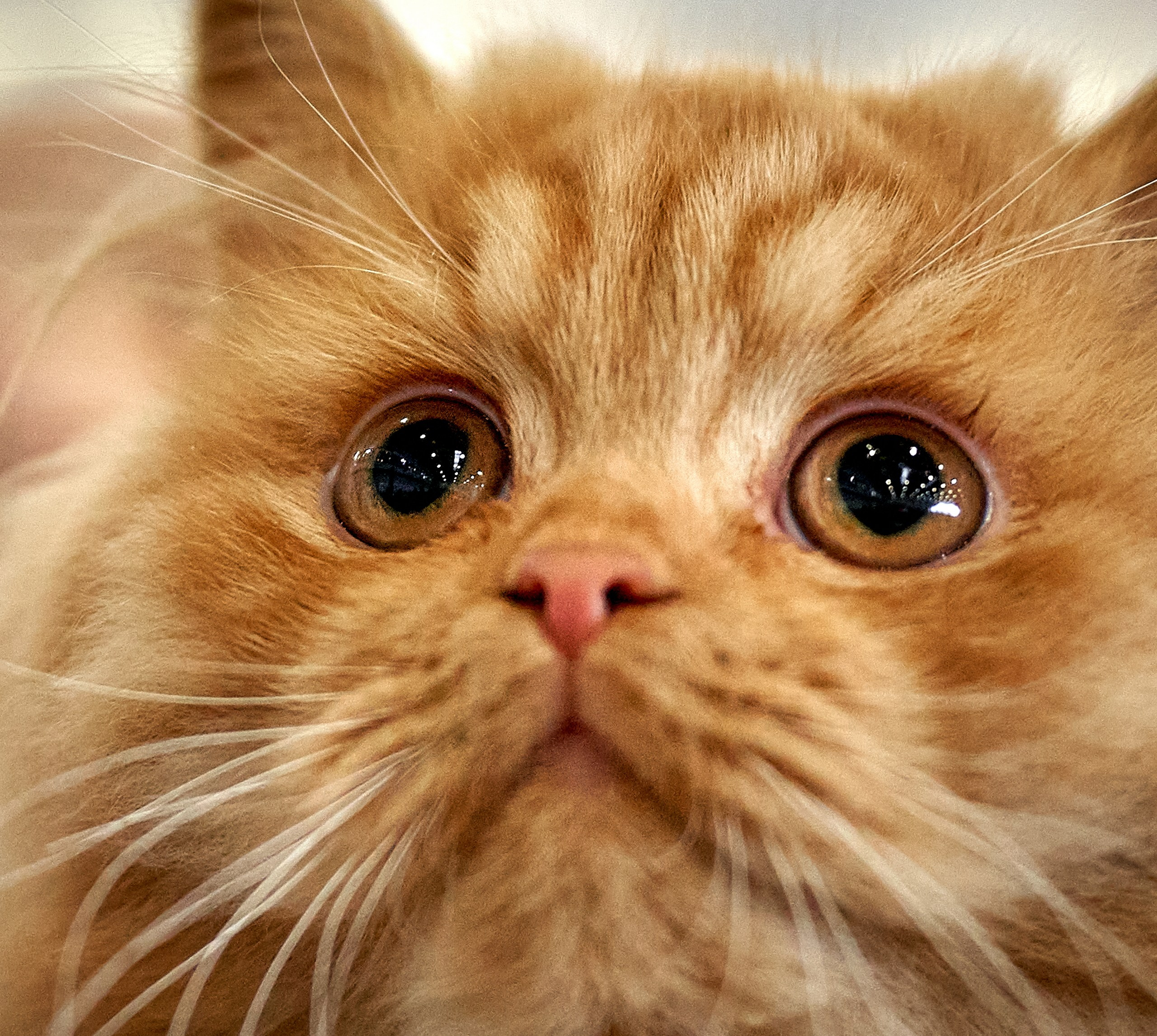 Кошки на выставках — галерея NATRIEL