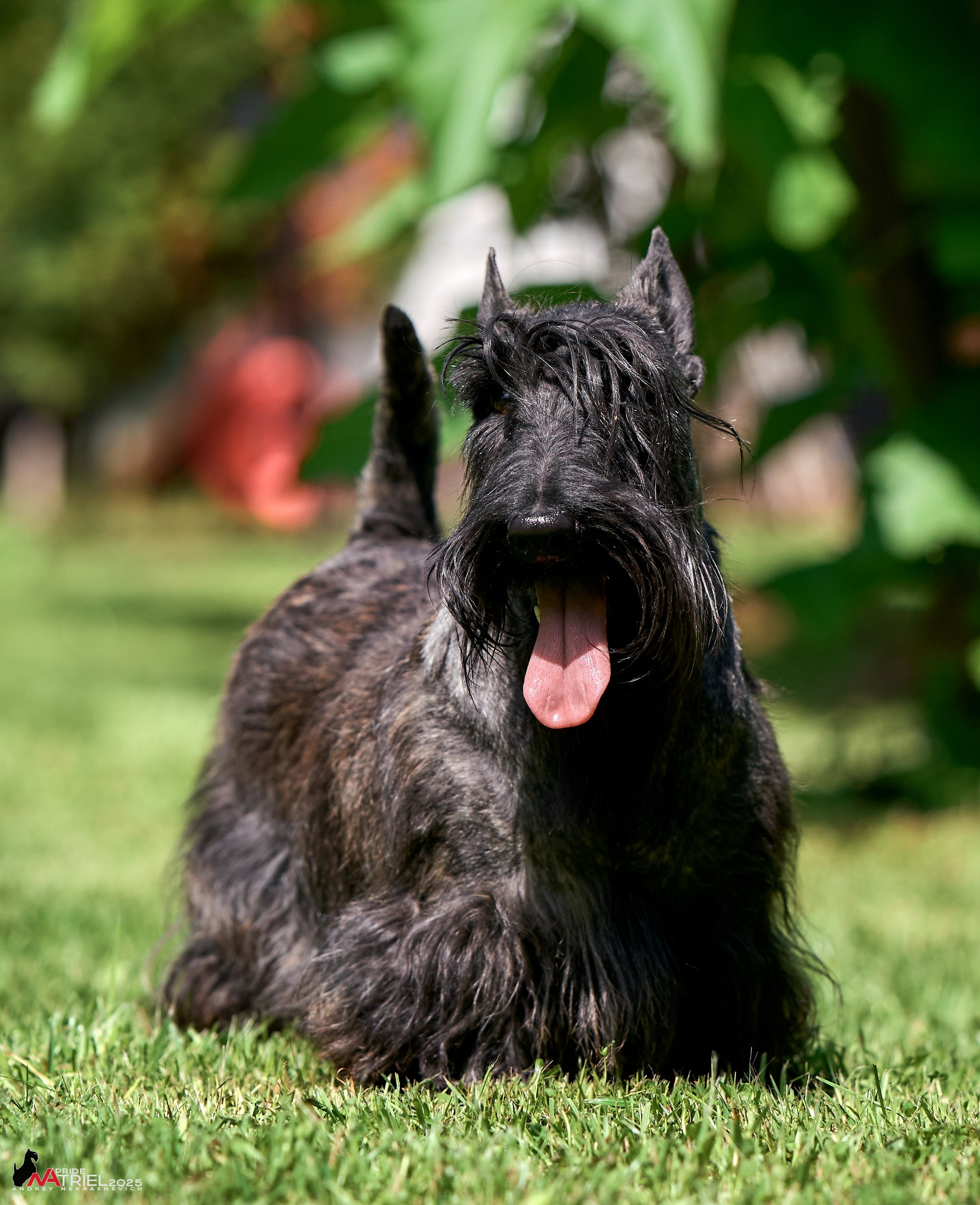 Алабаи и скотч-терьеры в питомнике у Ольги