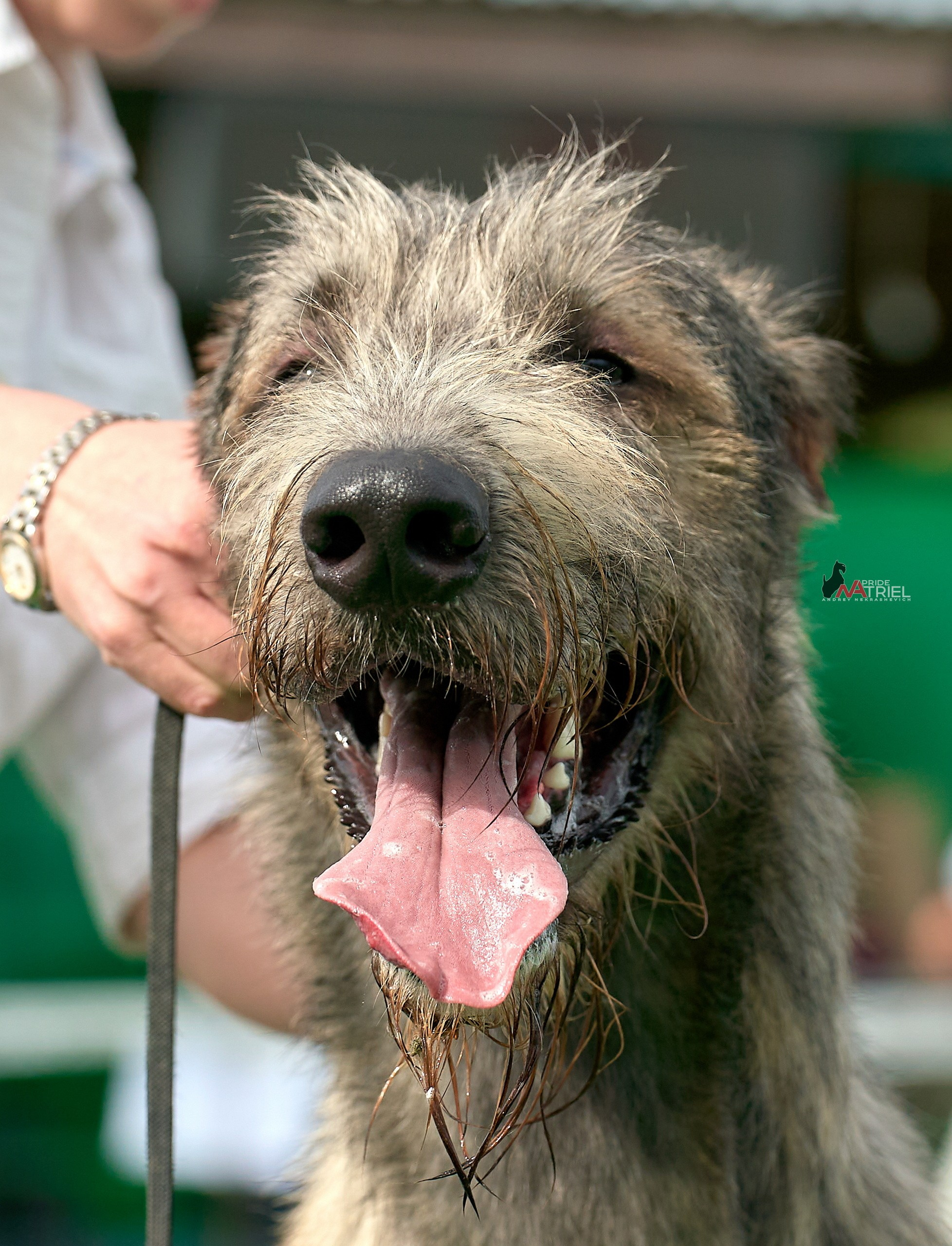 Портреты собак — галерея NATRIEL