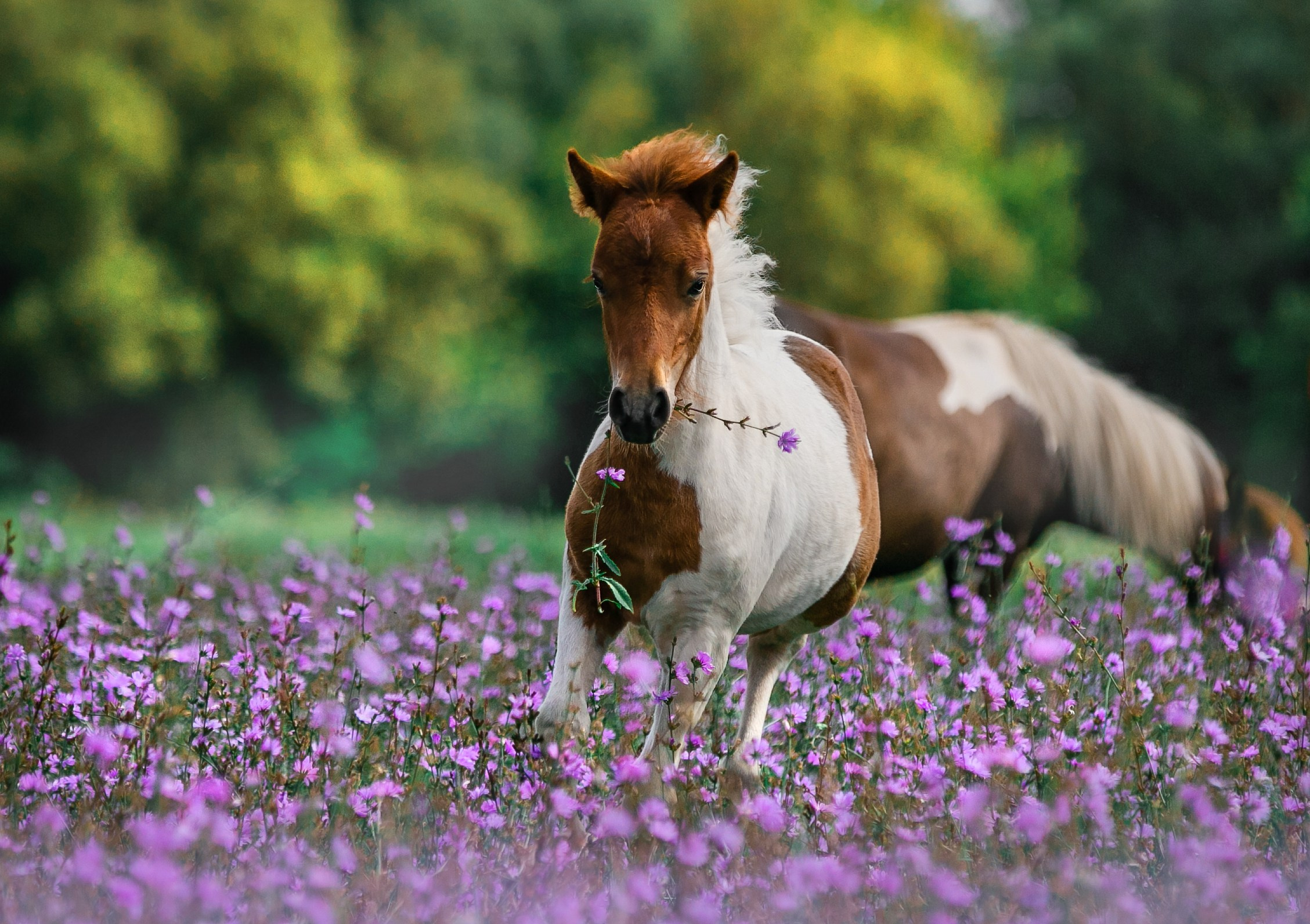 В движении. Фотограф-анималист Ксендзова Кристина