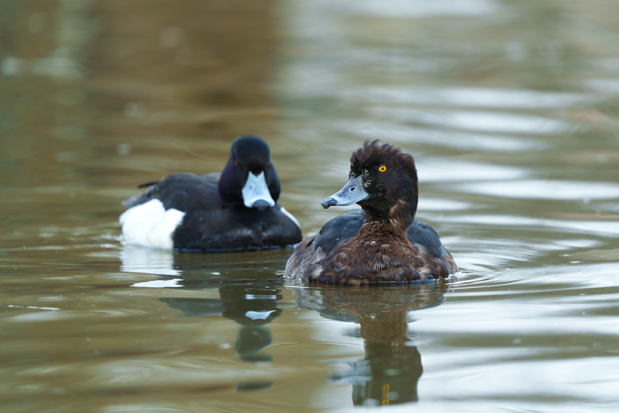 Удивительные мир птиц. Вокруг нас столько прекрасного — присмотритесь!. Ваш личный фотограф Марина Волкова