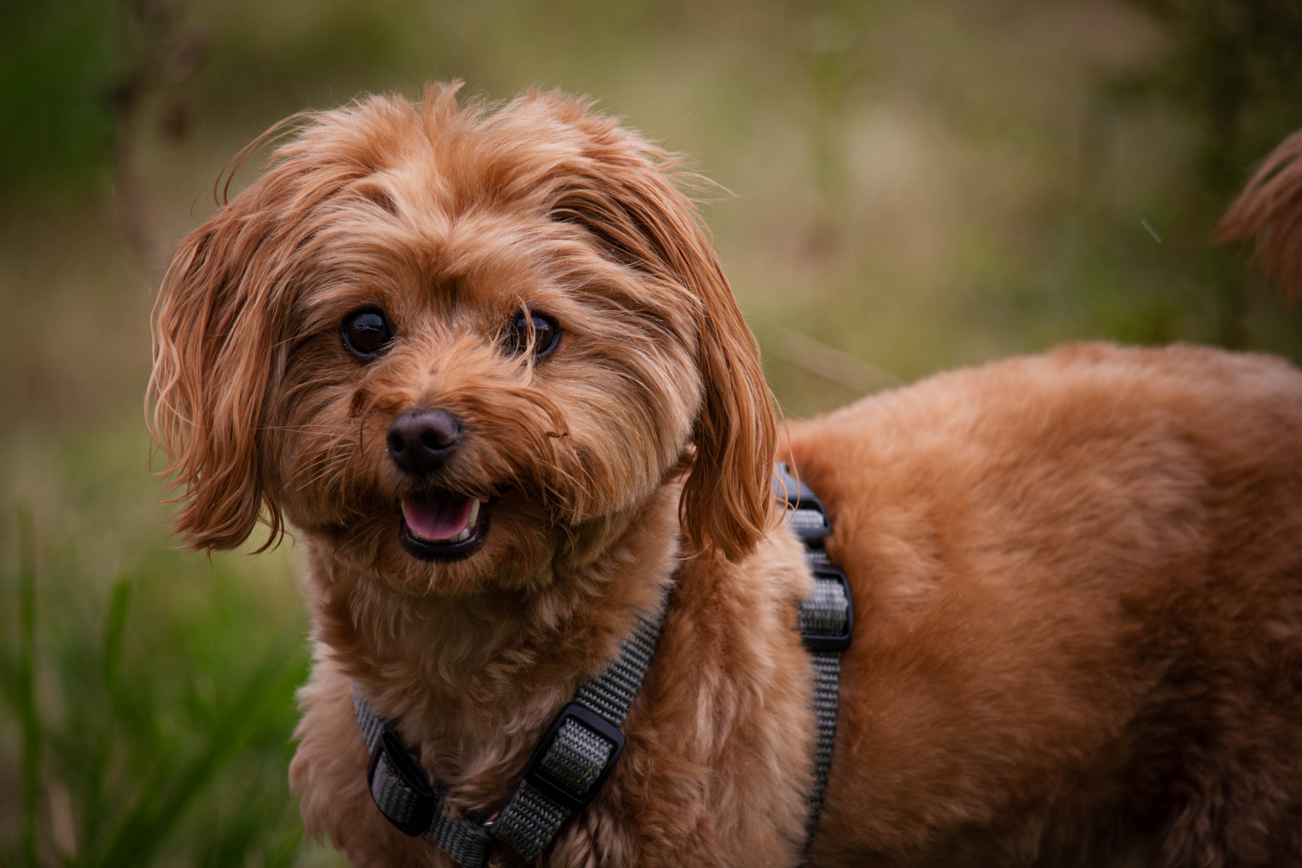 Прогулка в парке Митино. Фотограф Светлана Блинова, Москва и Московская область
