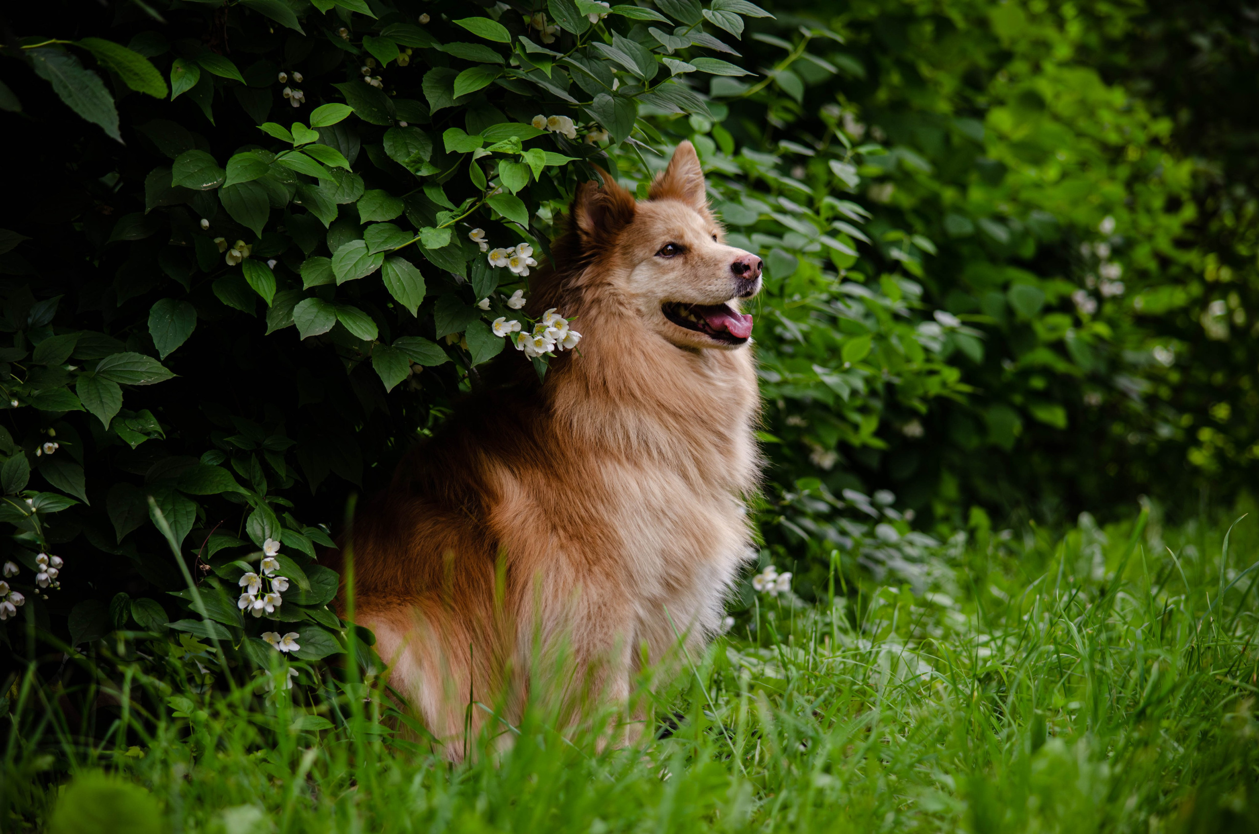 Мира и Чиж. Фотограф Светлана Блинова, Москва и Московская область