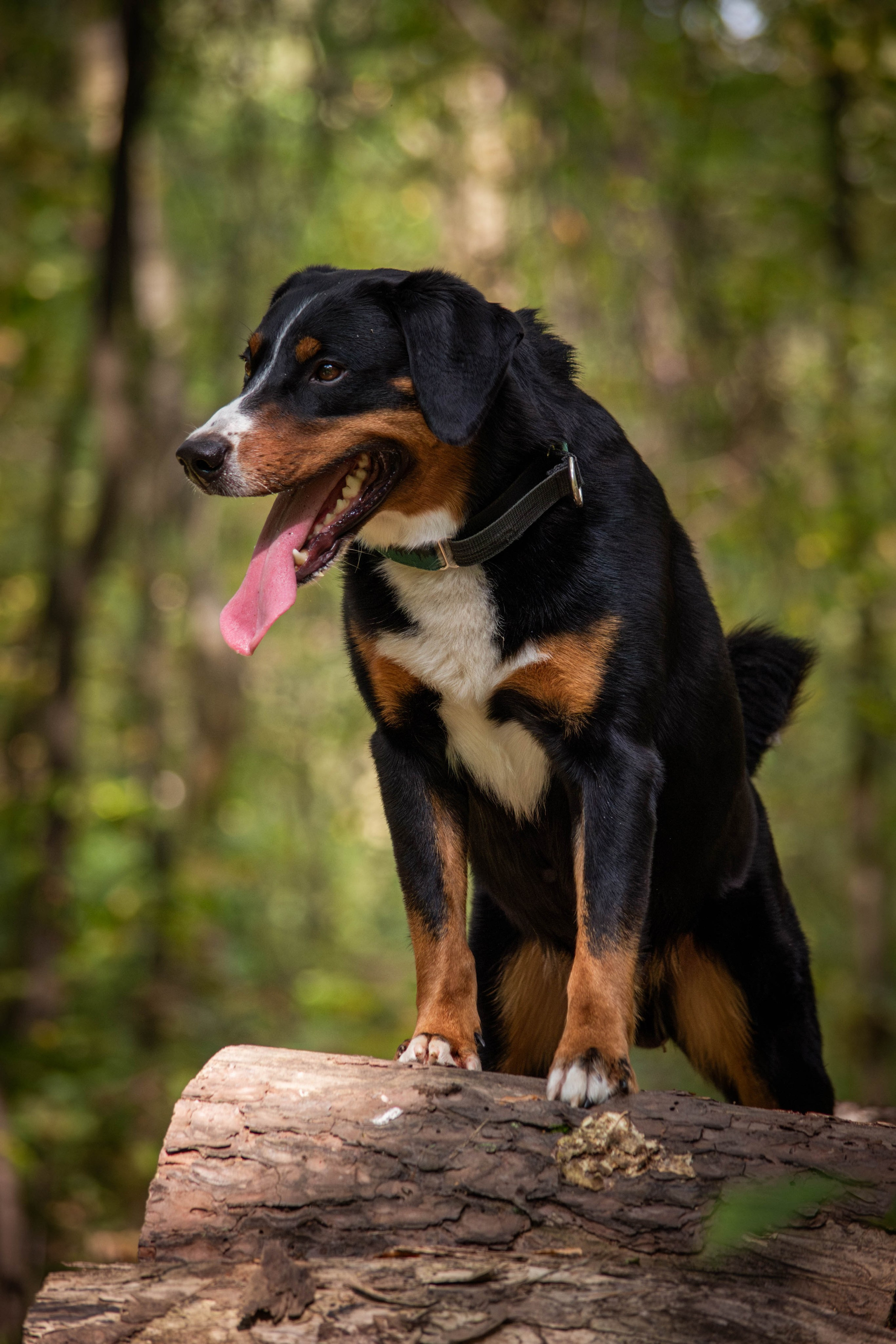 Микки и Юля. Фотограф Светлана Блинова, Москва и Московская область