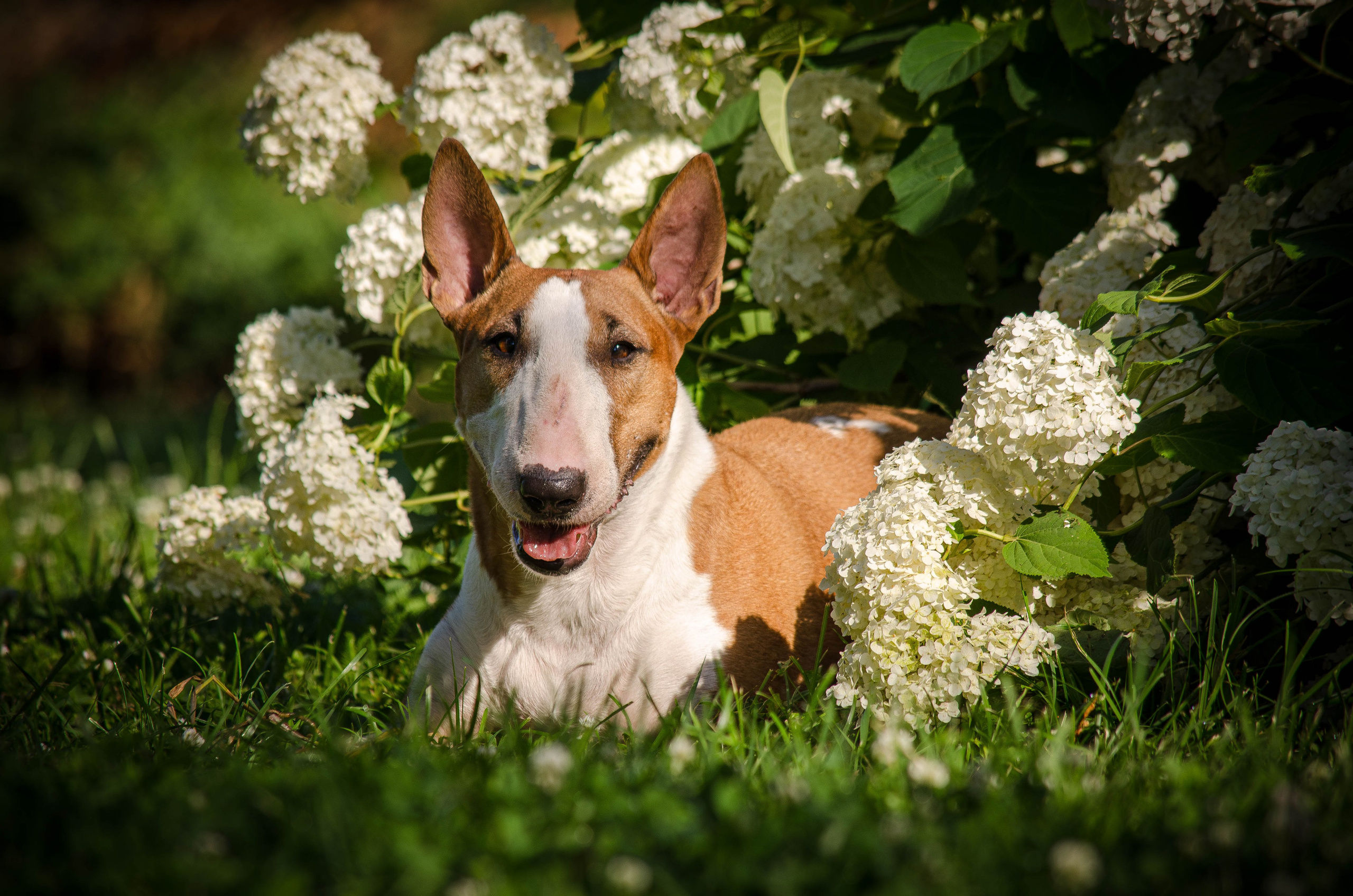 Пуля. Фотограф Светлана Блинова, Москва и Московская область