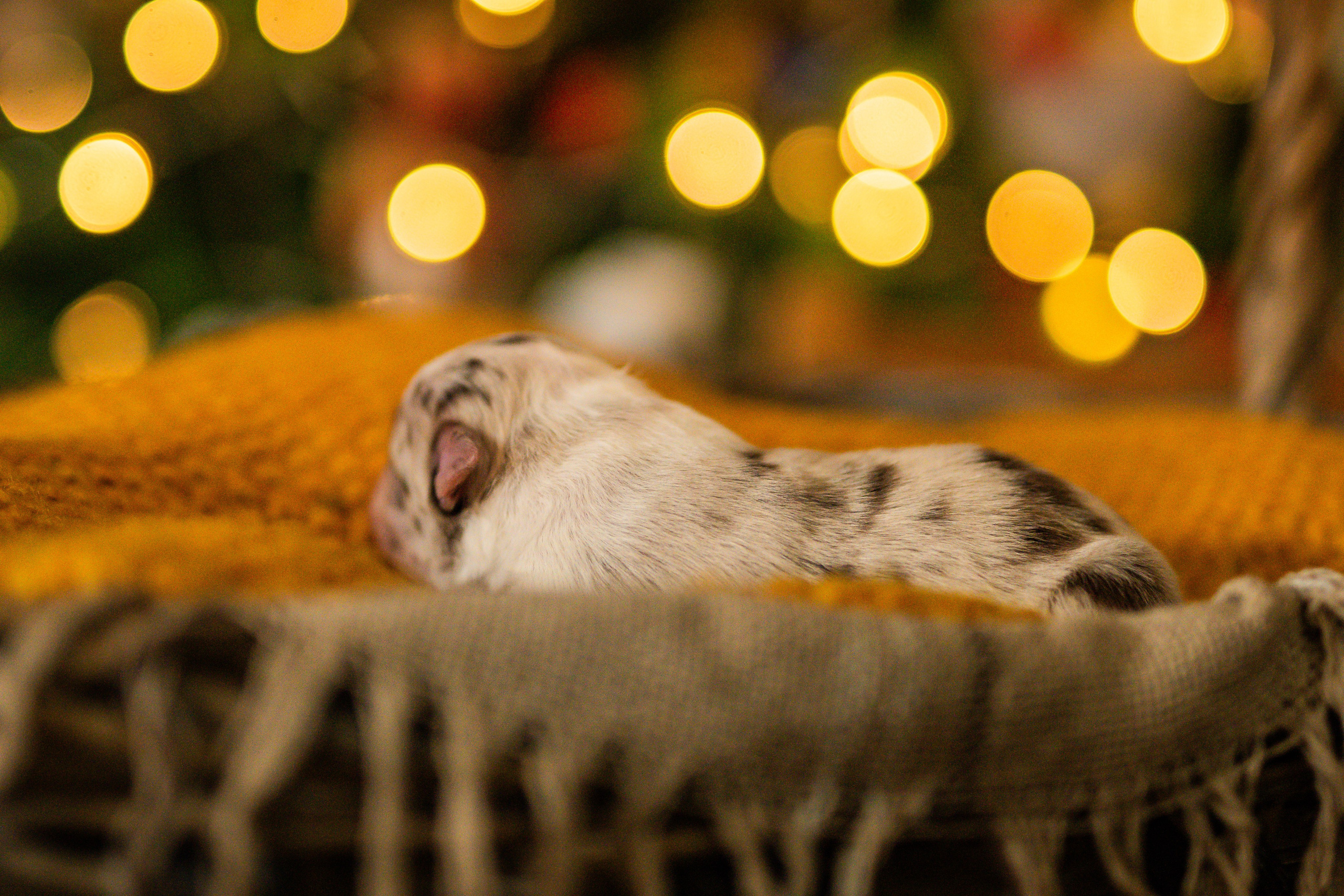 Фритсвит. Семейный фотограф Ефремова Виктория
