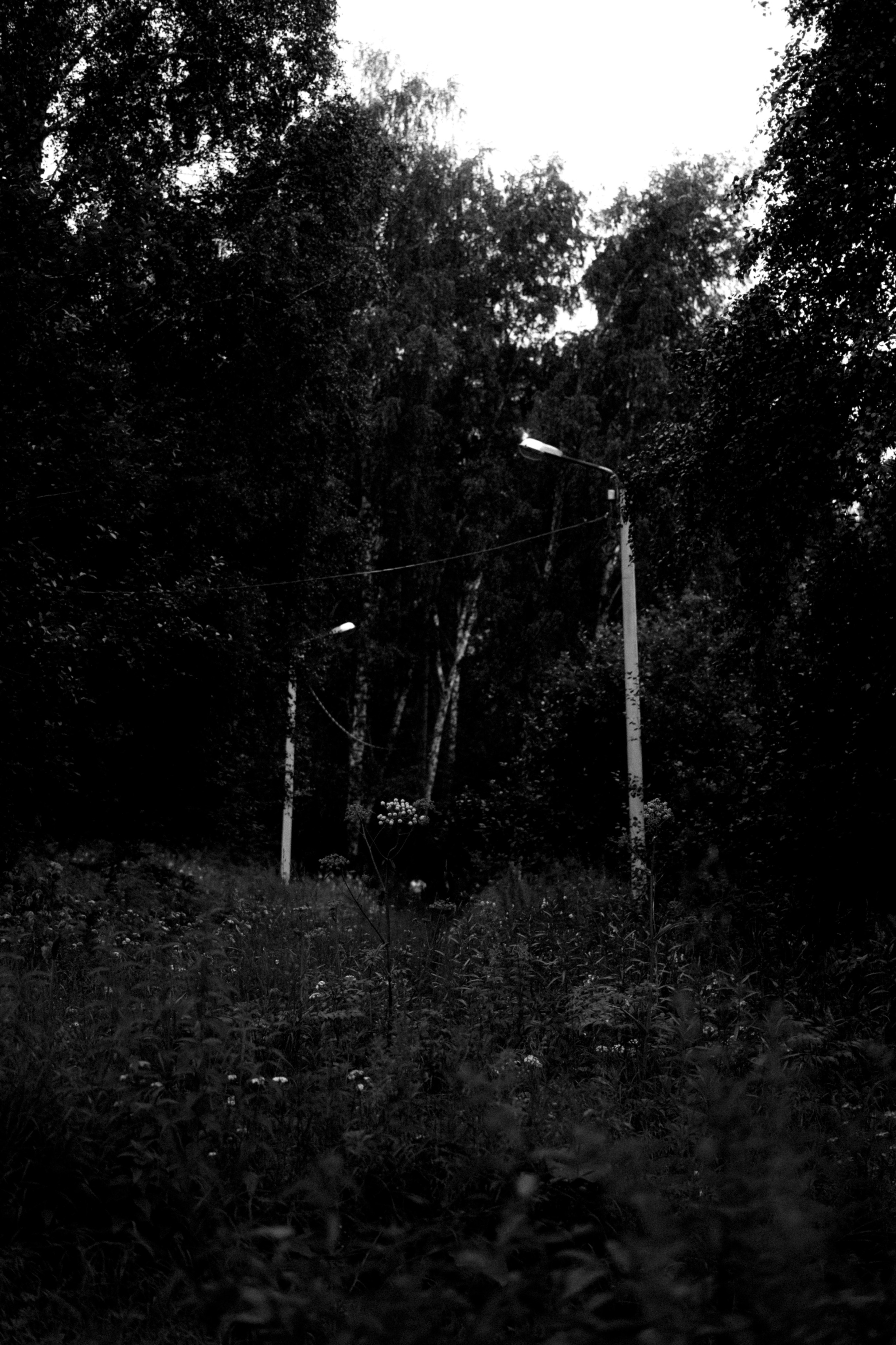 Лес. Veronika Popadeikina Photographer