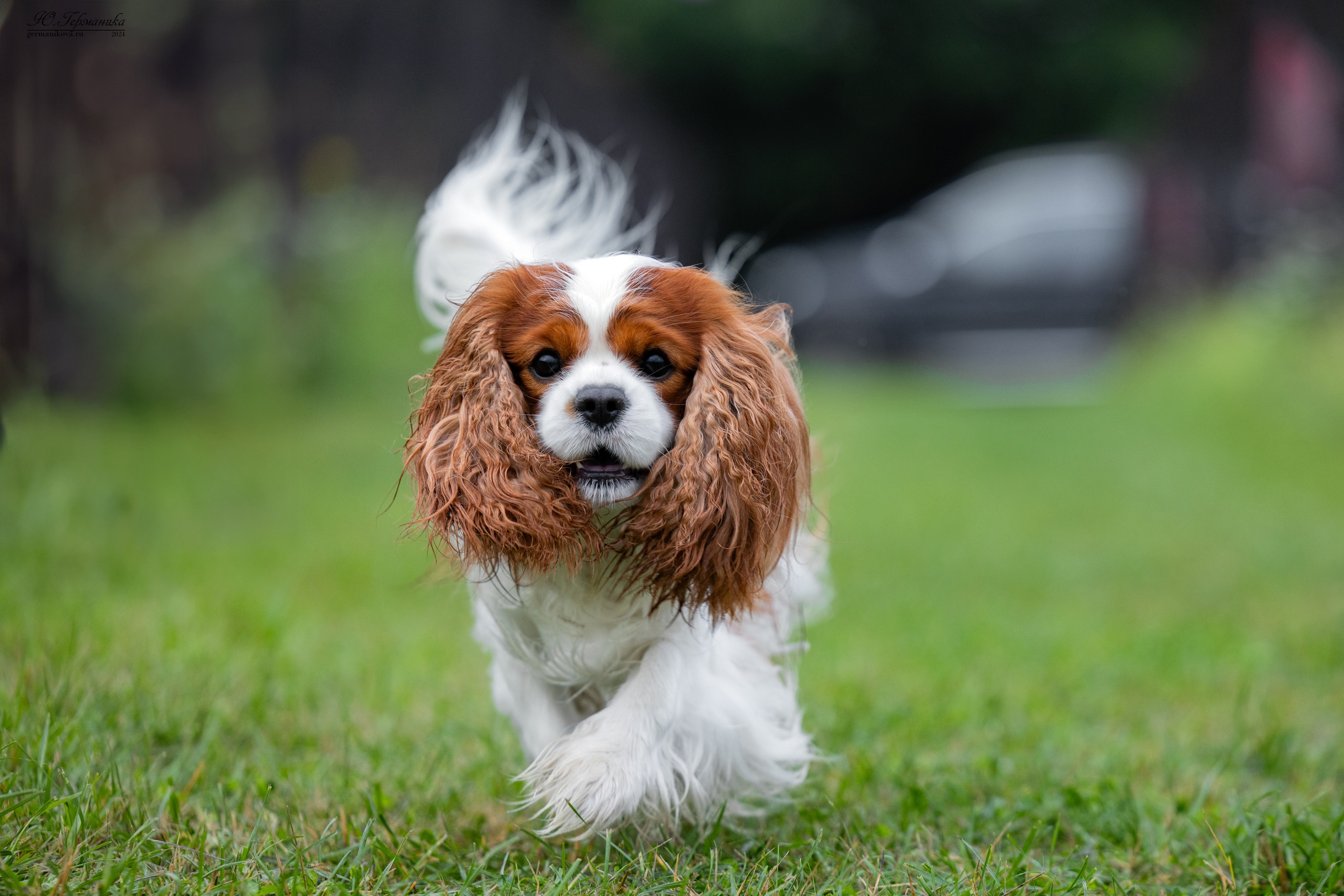 Ярославль 21.07.24 и Балашиха 13.07.24. Фотограф-анималист Юлия Германика