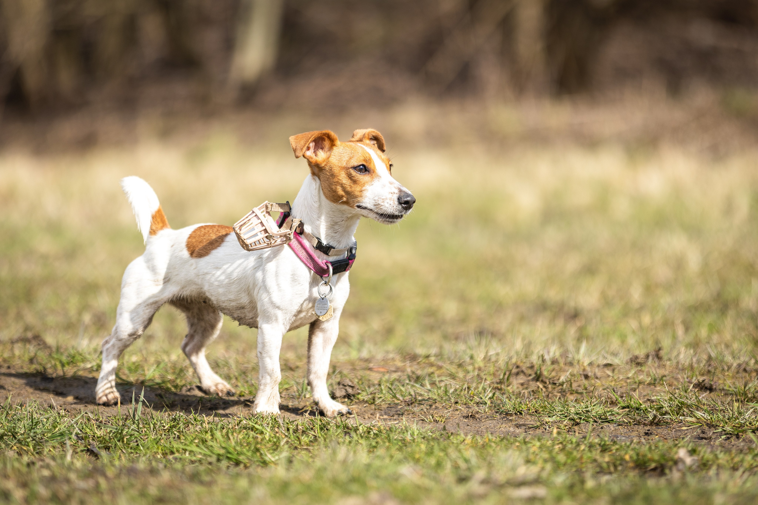 Догтуса 24.03.2024. Ирина Голомб|Фотограф-анималист в  Сочи и Калининграде