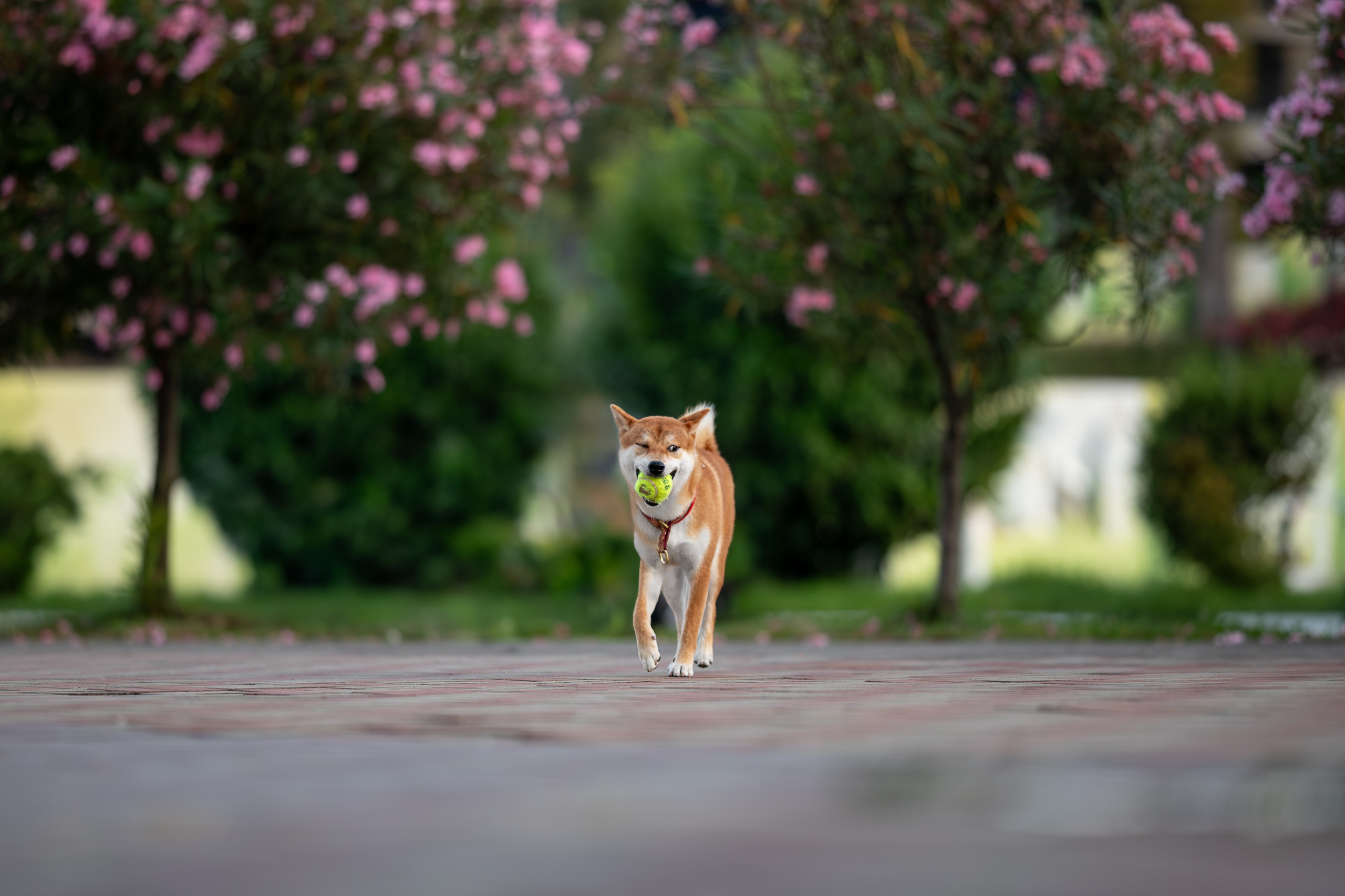 Митсоу, Сиба-Ину. Ирина Голомб|Фотограф-анималист в  Сочи и Калининграде