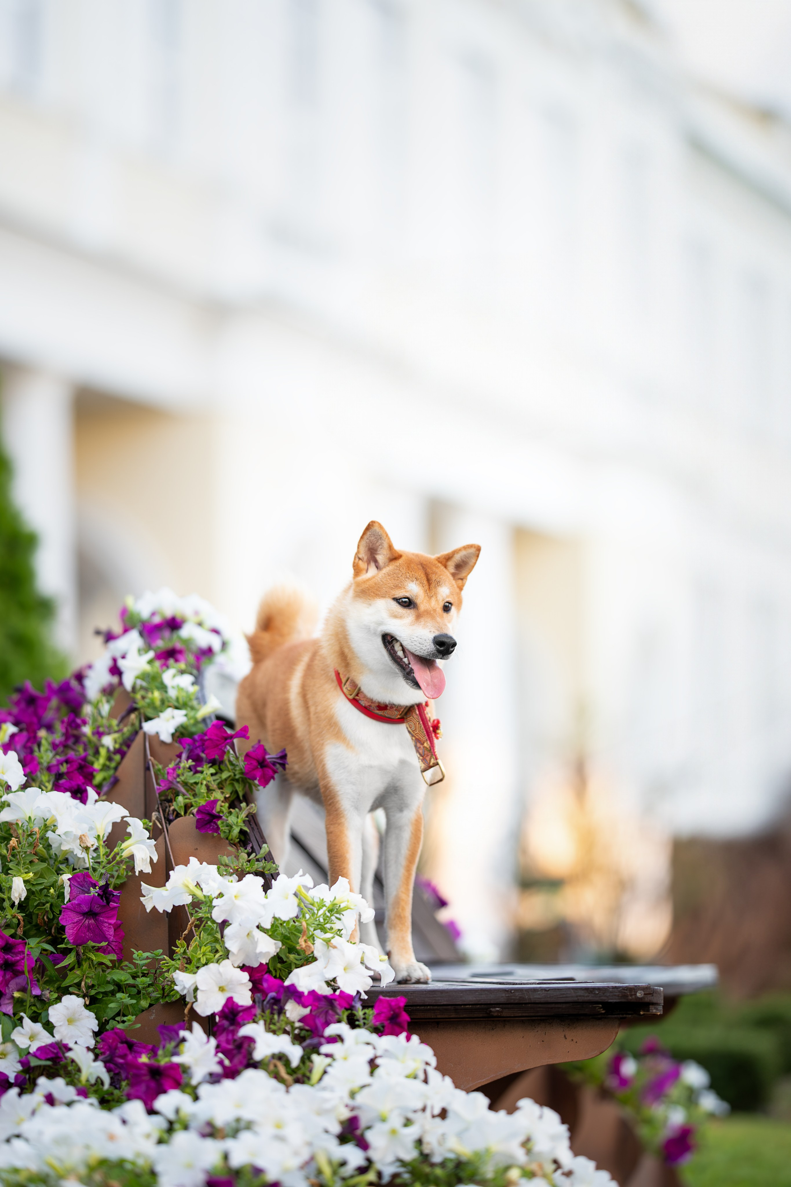 Митсоу, Сиба-Ину. Ирина Голомб|Фотограф-анималист в  Сочи и Калининграде