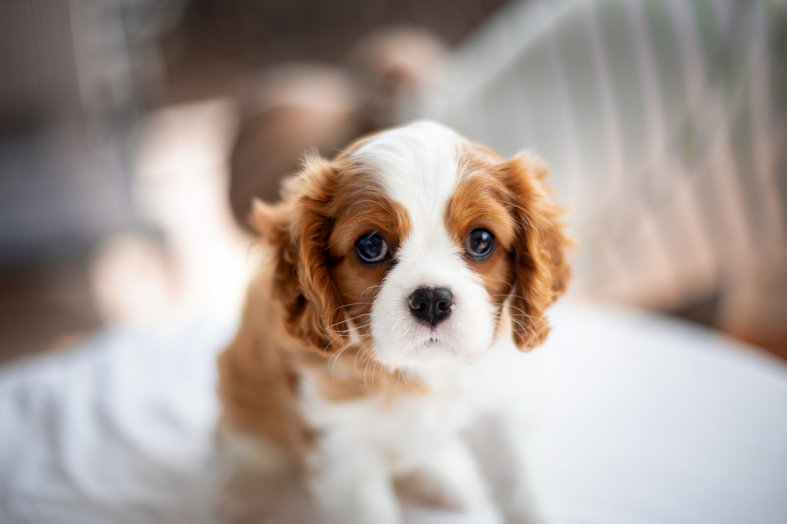 Малыши Кавалер Кинг Чарльз Спаниели. Ирина Голомб|Фотограф-анималист в  Сочи и Калининграде