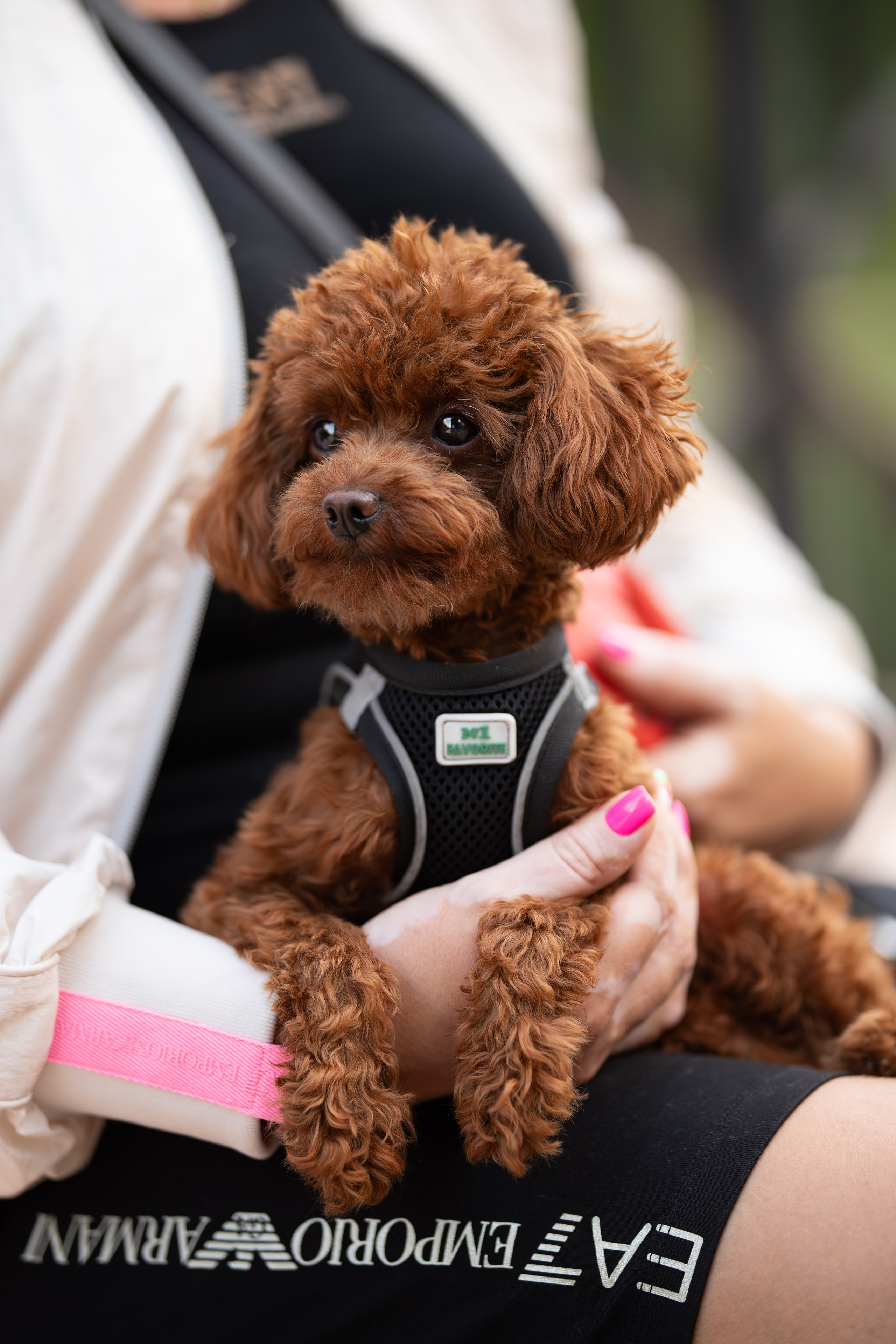 Марик, тикап-пудель. Ирина Голомб|Фотограф-анималист в  Сочи и Калининграде