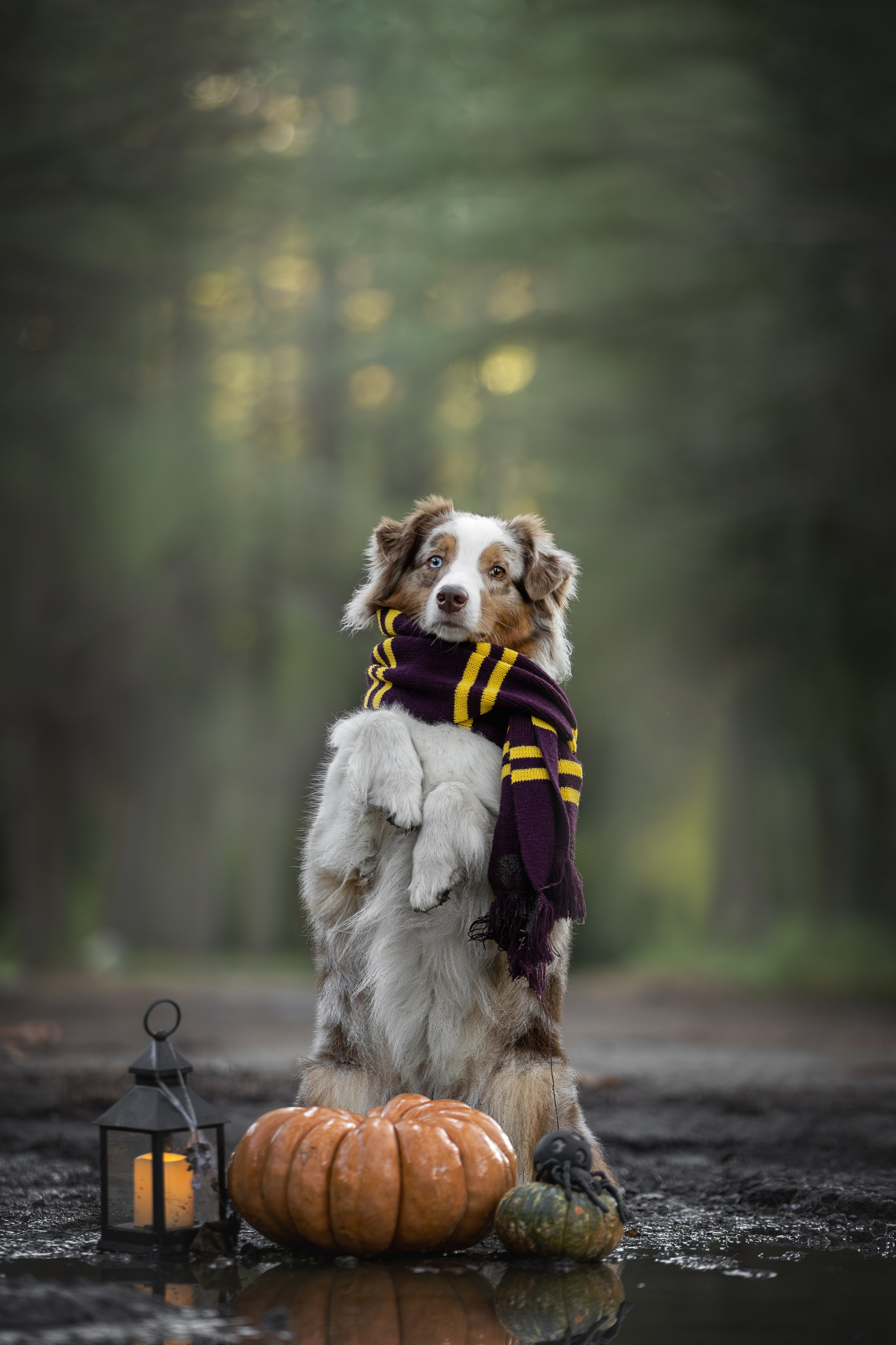 Полли, Австралийская Овчарка. Ирина Голомб|Фотограф-анималист в  Сочи и Калининграде