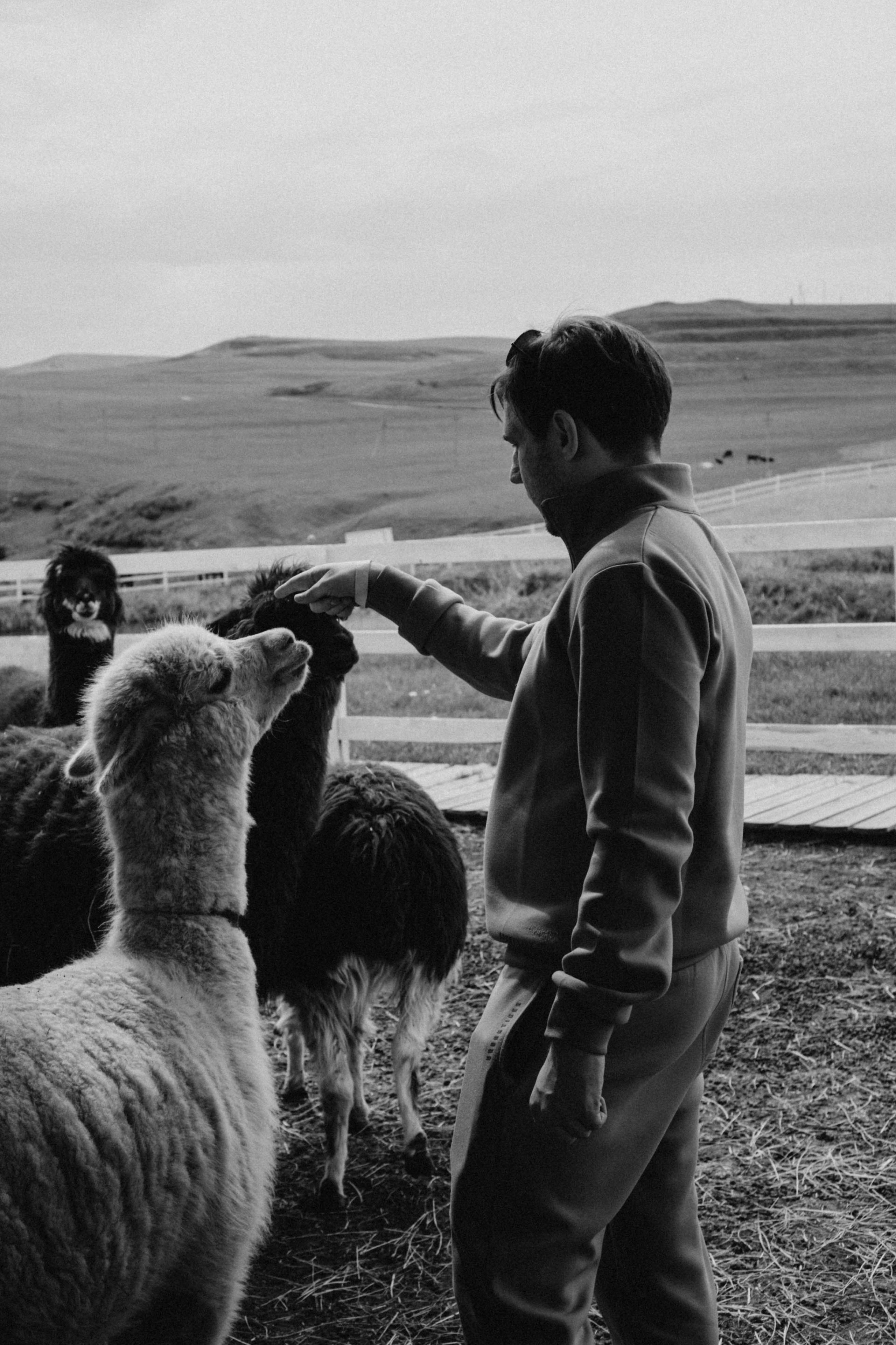 Ферма Альпак. Профессиональный фотограф, Санкт-Петербург — Виктория Богомолова