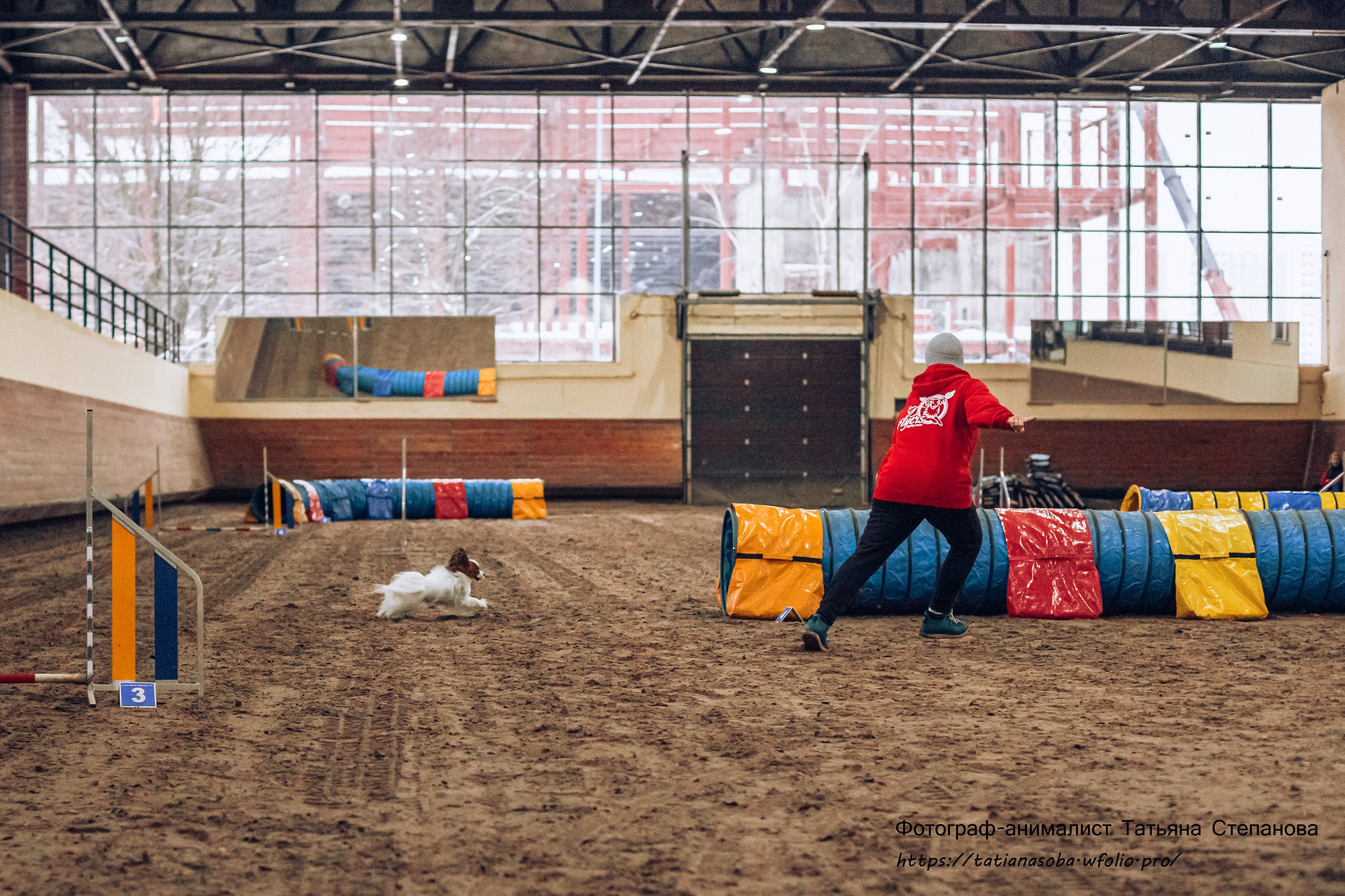 Соревнования по Аджилити 25.02.2024. Фотограф-анималист Татьяна Степанова
