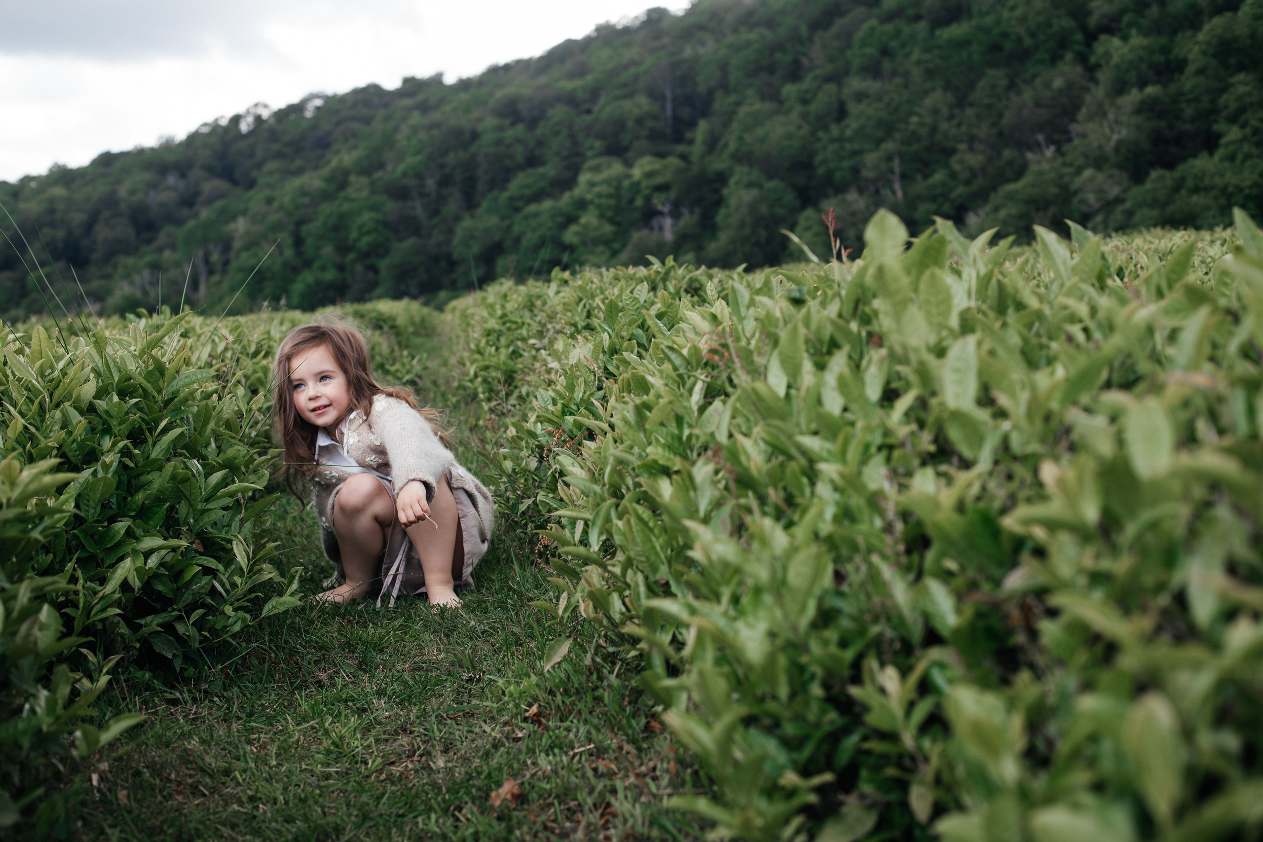 Tea plantation. Efimova Model Agency