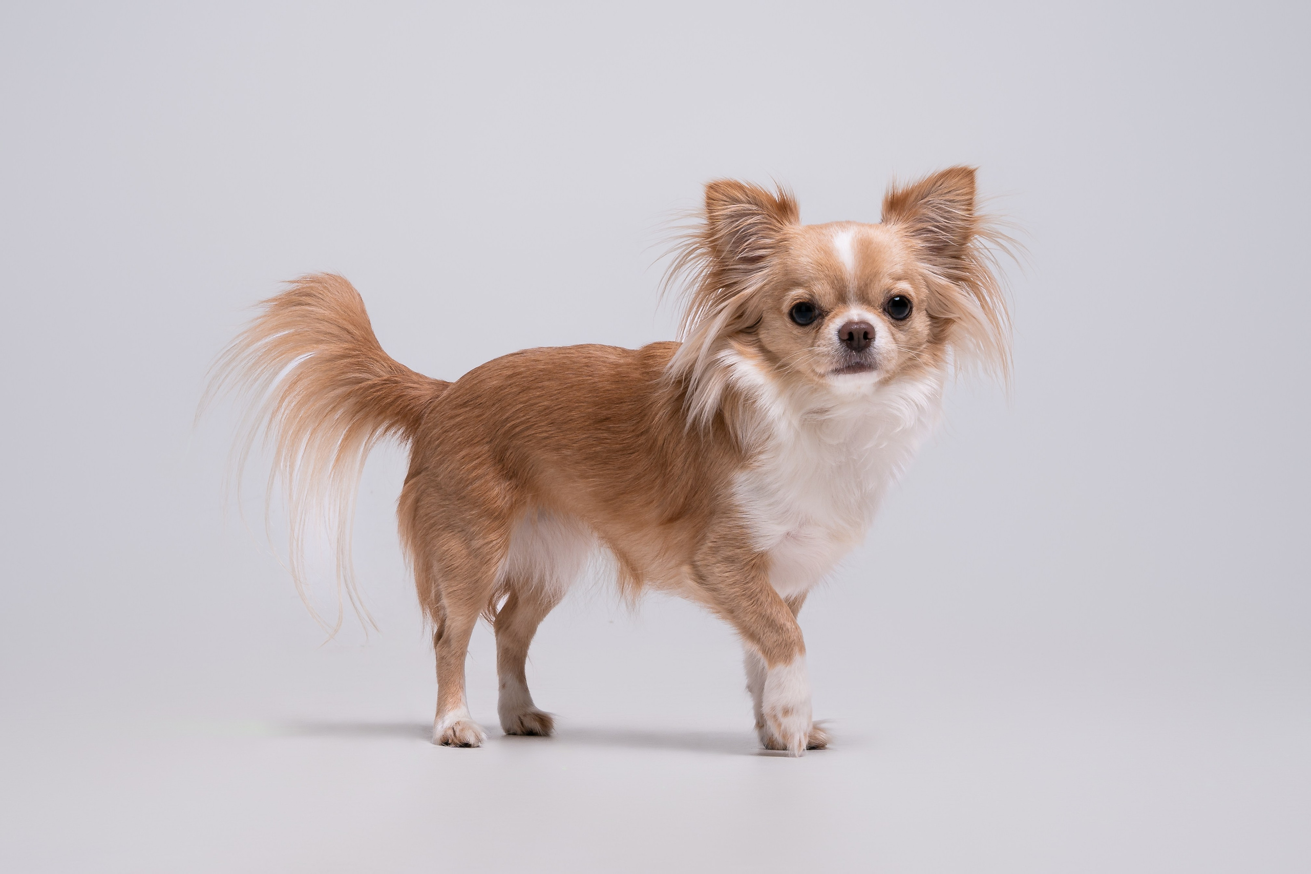 Мася: студийная история. Портретный и репортажный фотограф в Воронеже: Анастасия Пузикова