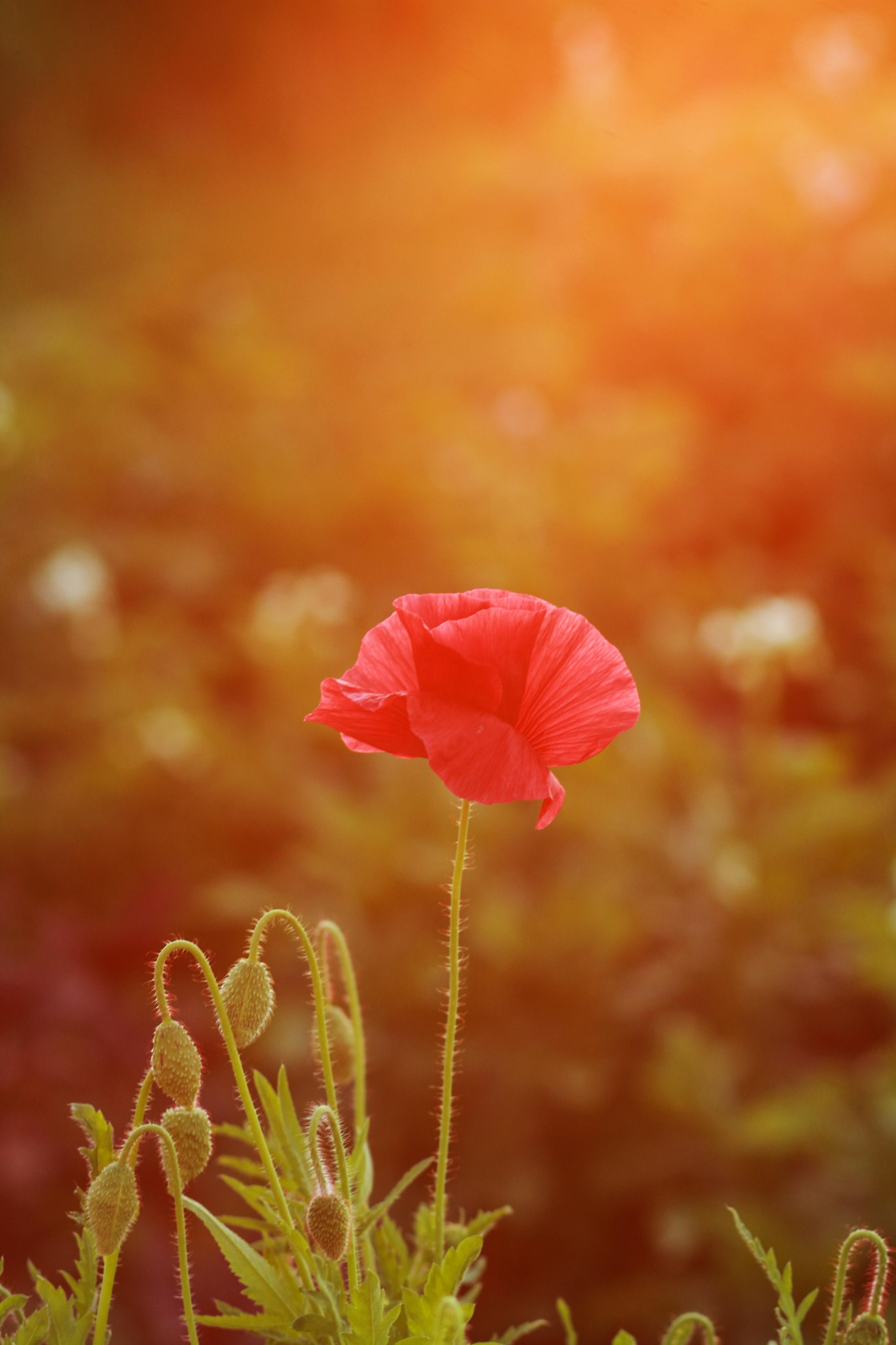 Печатайте фотографии. Свадебный и семейный фотограф в Рязани Анастасия