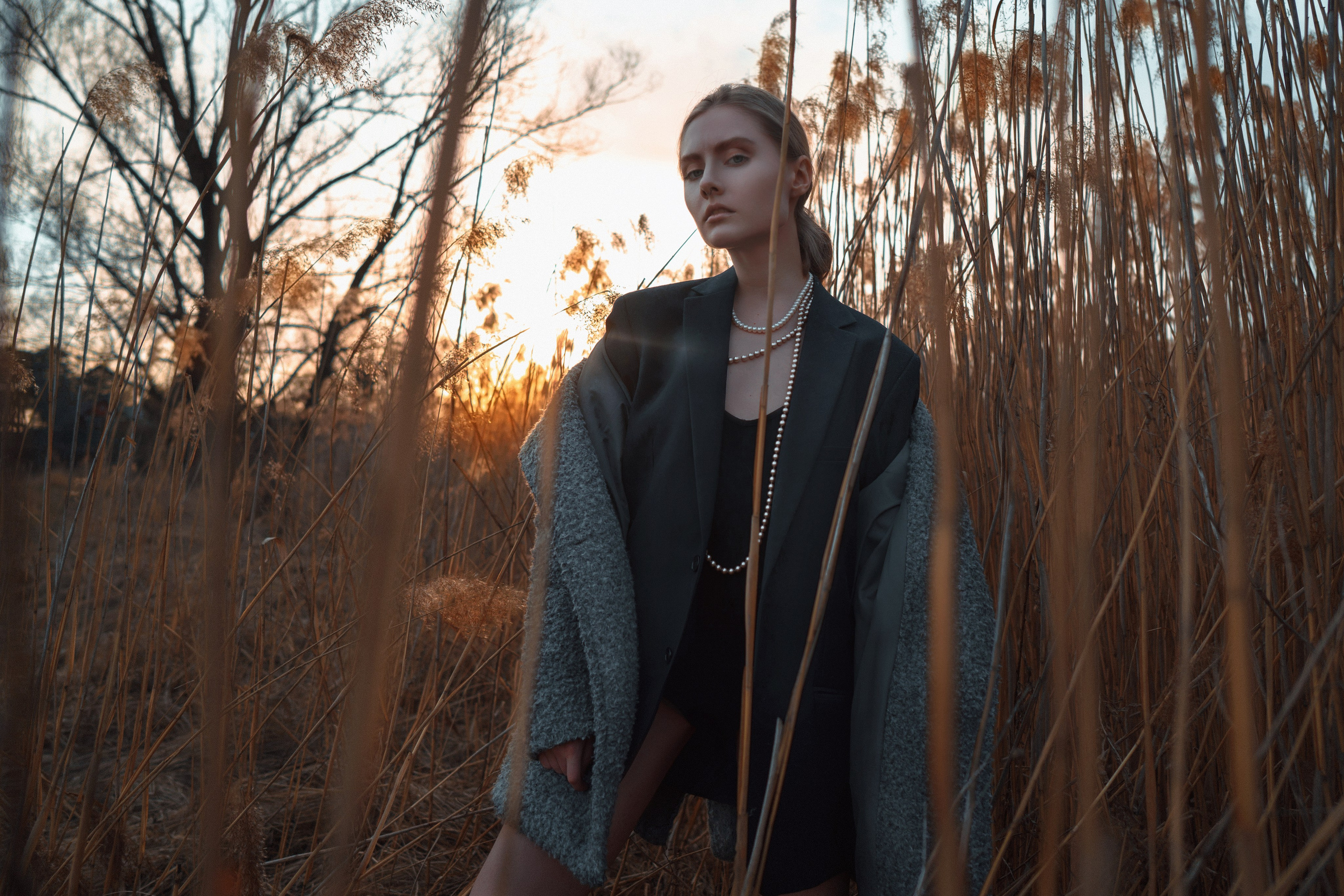 PHRAGMITES AUSTRALIS