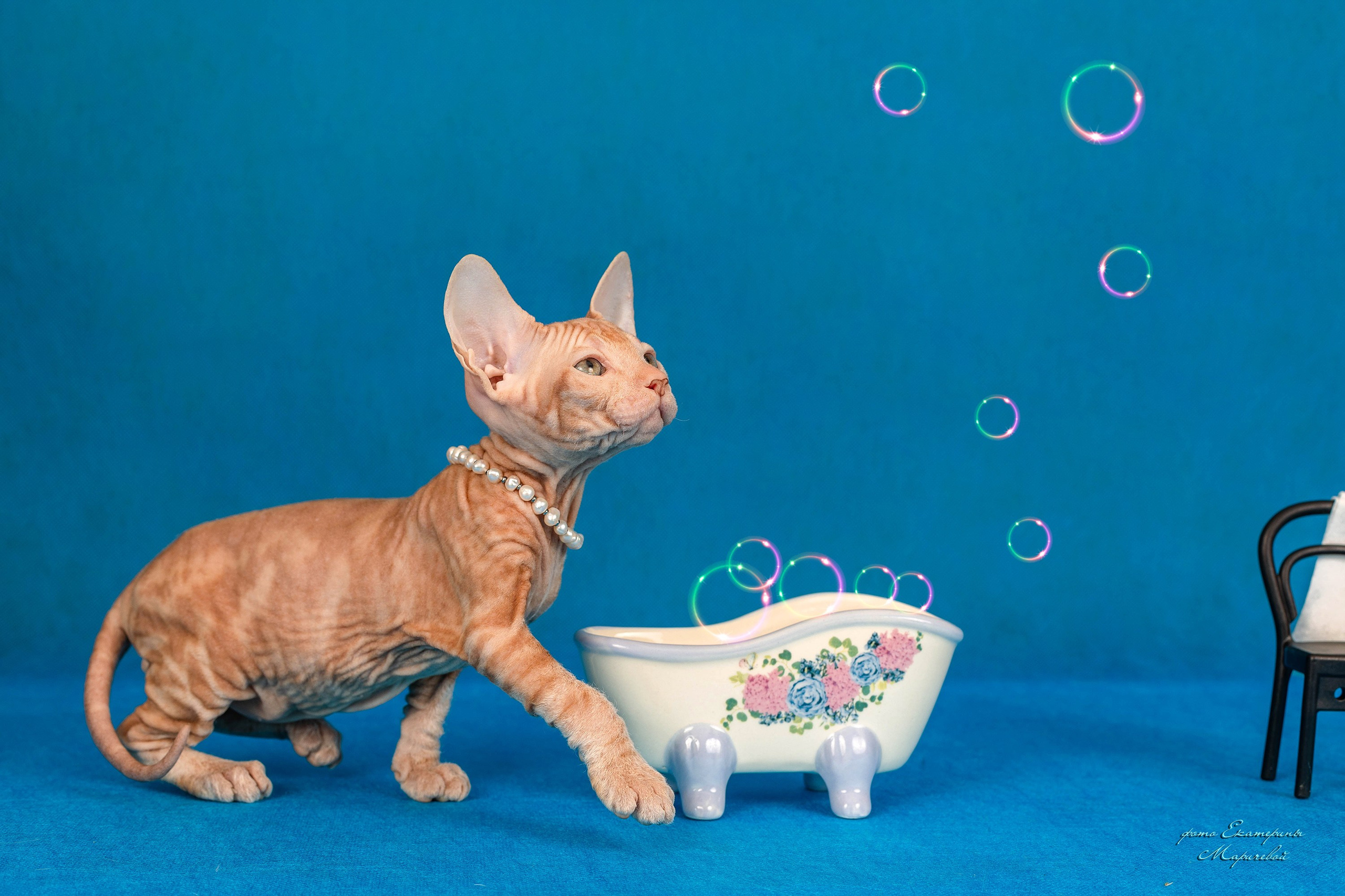 Галерея котят. Фотограф-анималист в Омске Екатерина Маричева