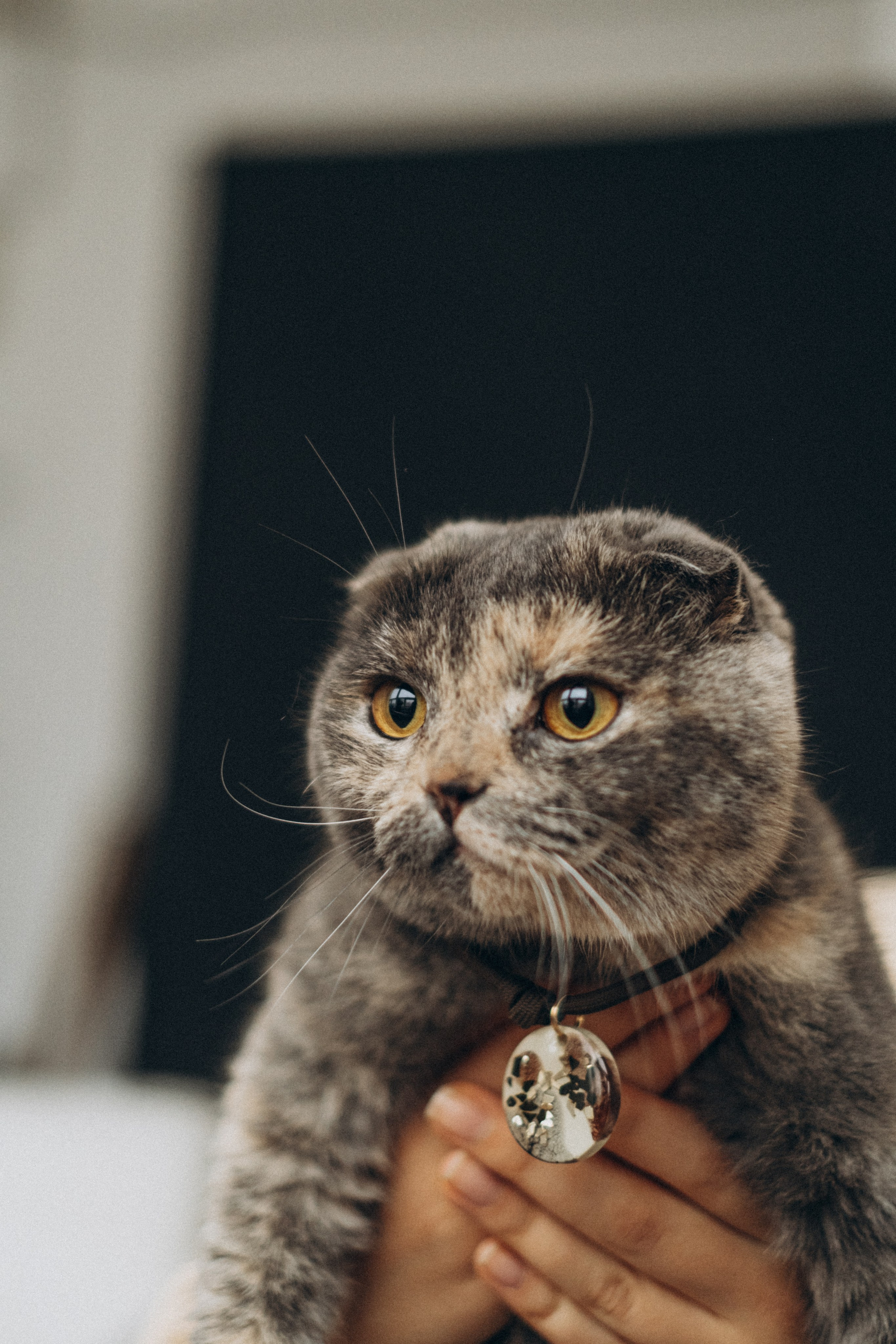 Лучшие друзья. Семейный фотограф и анималист в Москве Анна Иванова