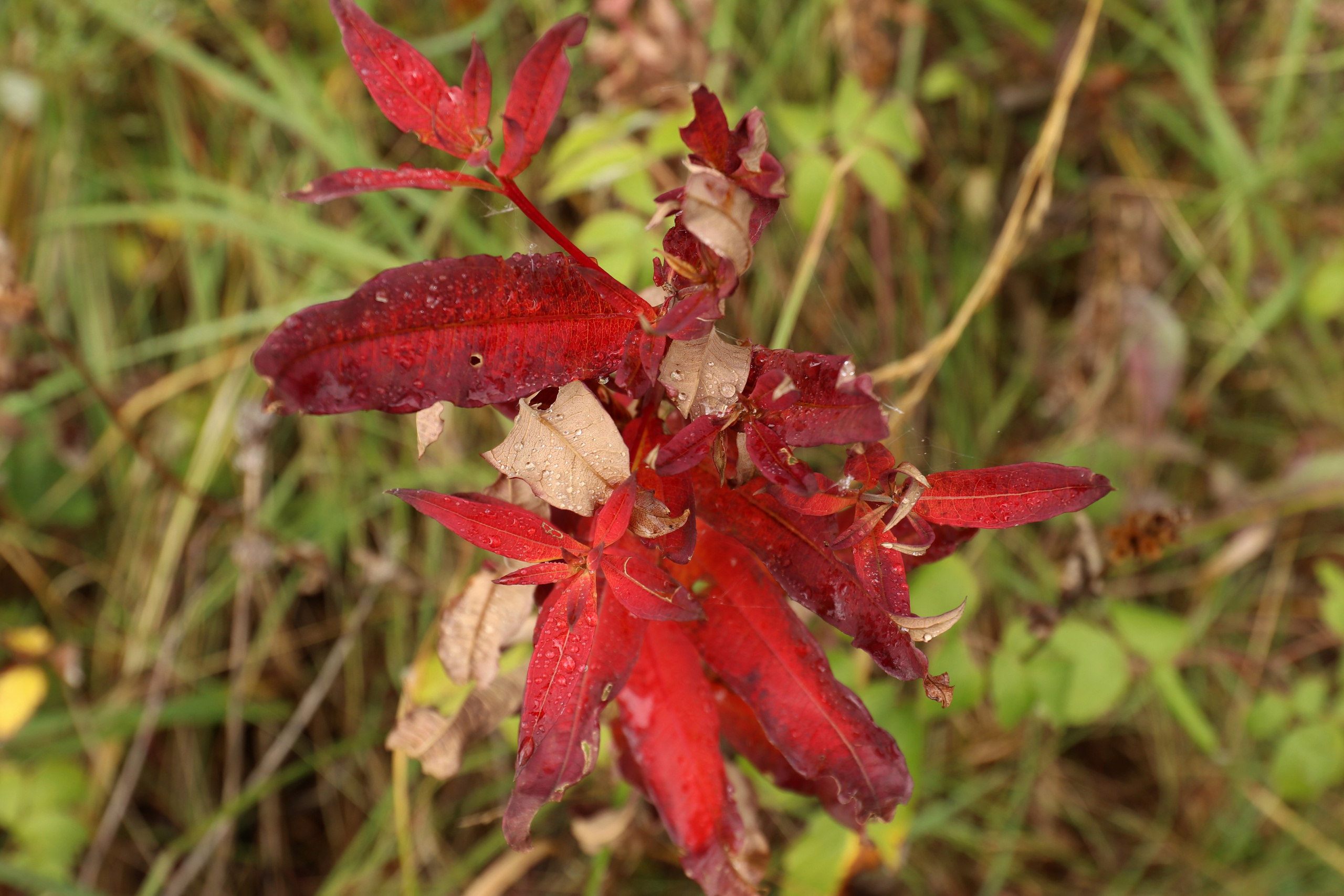 Приэльбрусье. Сентябрь 2024. Путешественник-фотограф из Санкт-Петербурга Татьяна Свистулина