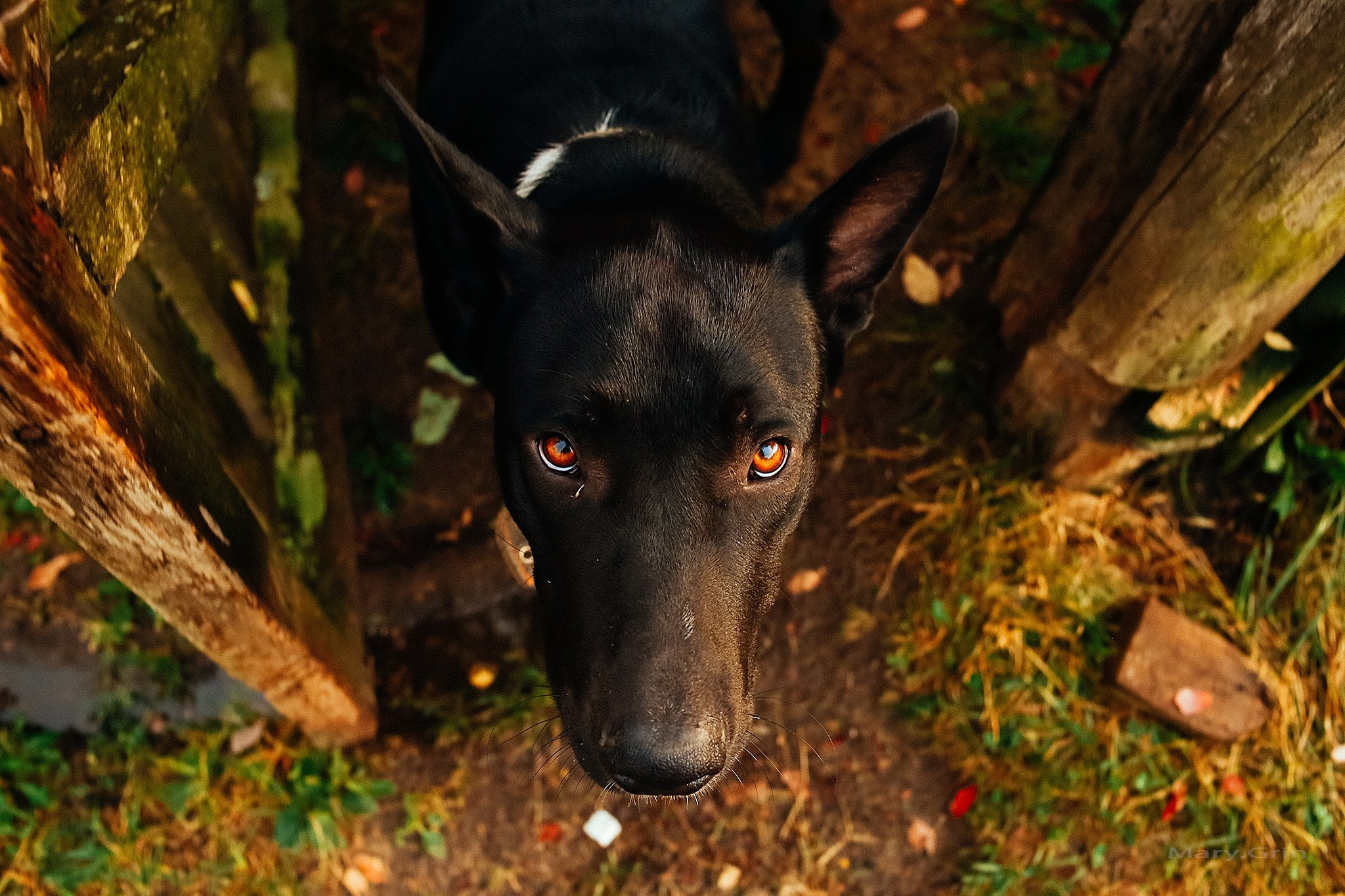 Русская деревня. Детский и семейный фотограф, фотограф мероприятий Нижний Новгород