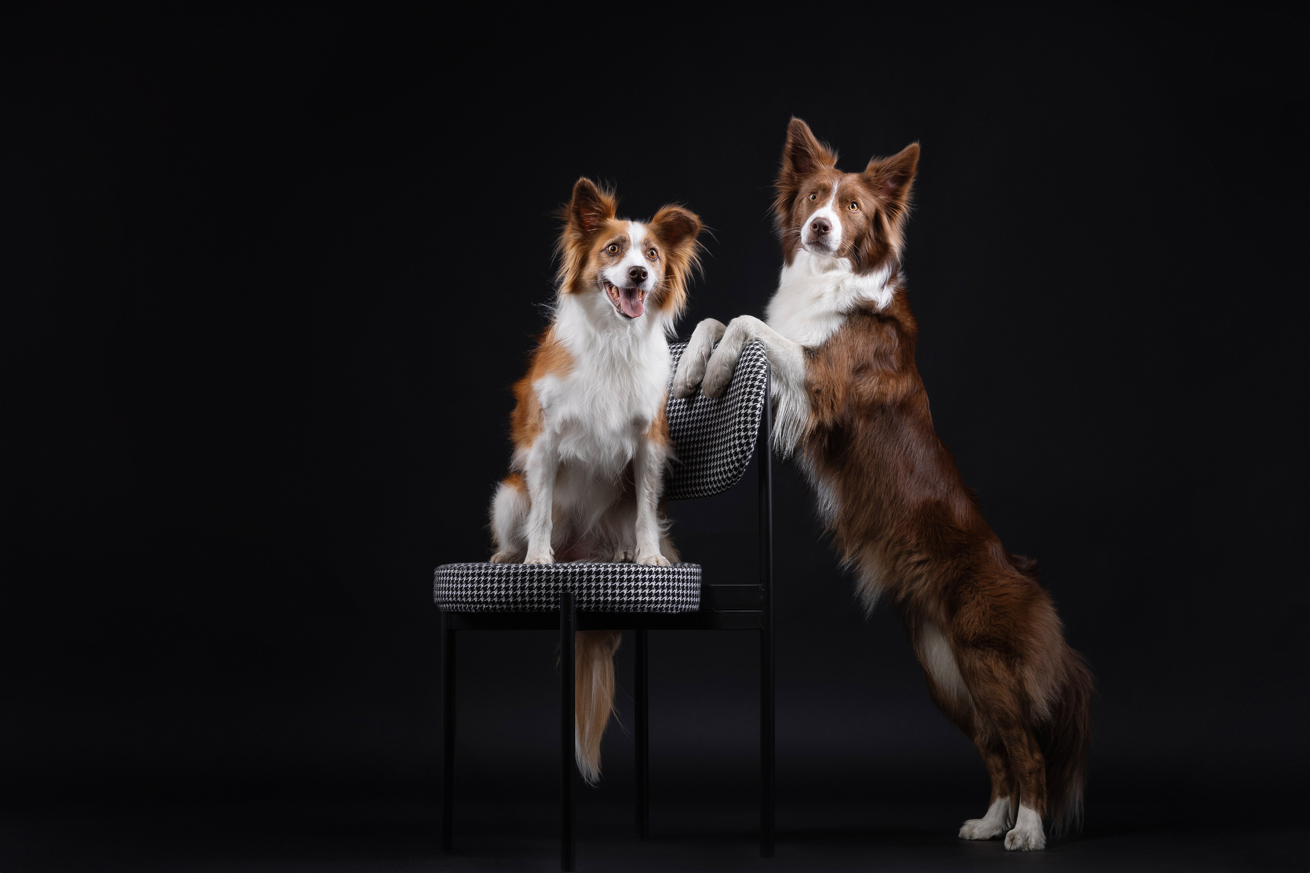 Беатрисс и бордер Вивьен в студии. Фотограф анималист в Москве Майорова Евгения