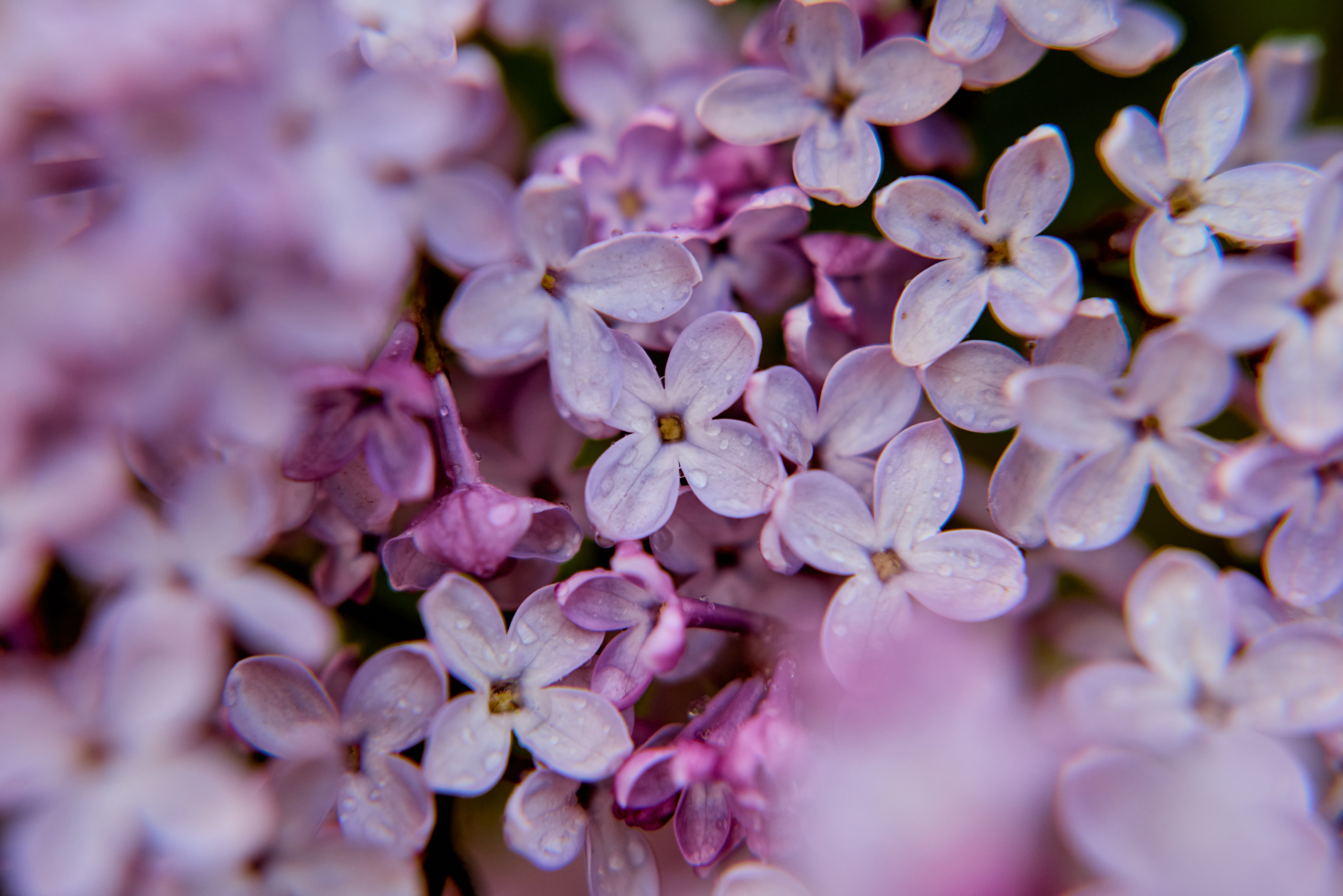 Букет сирени - праздник весны и веры, запечатлённый фотографом Николаем Головановым, г. Дзержинск.
