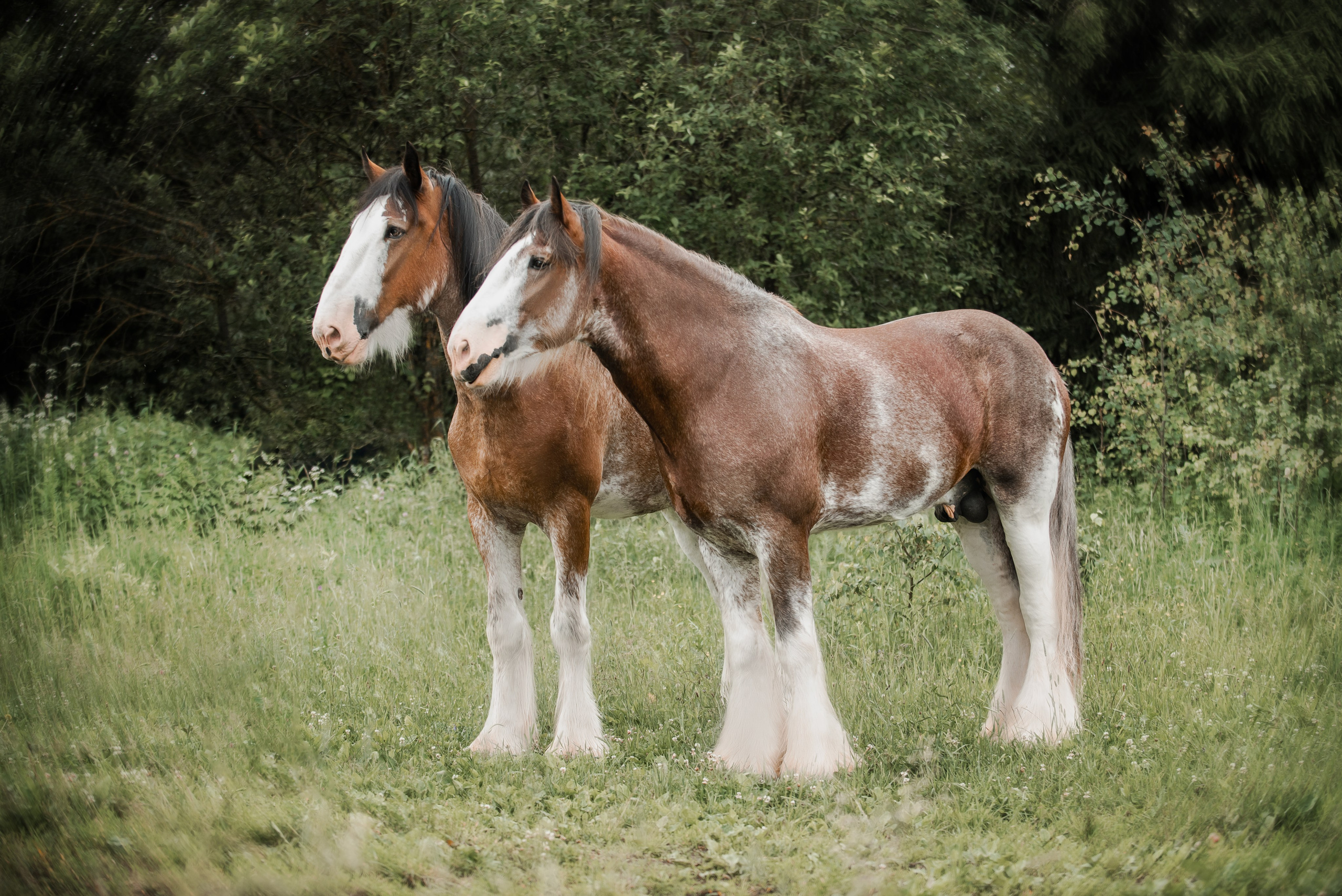 KOMARDINS. Конный фотограф Куракина Дарья • Фотосессии с лошадьми