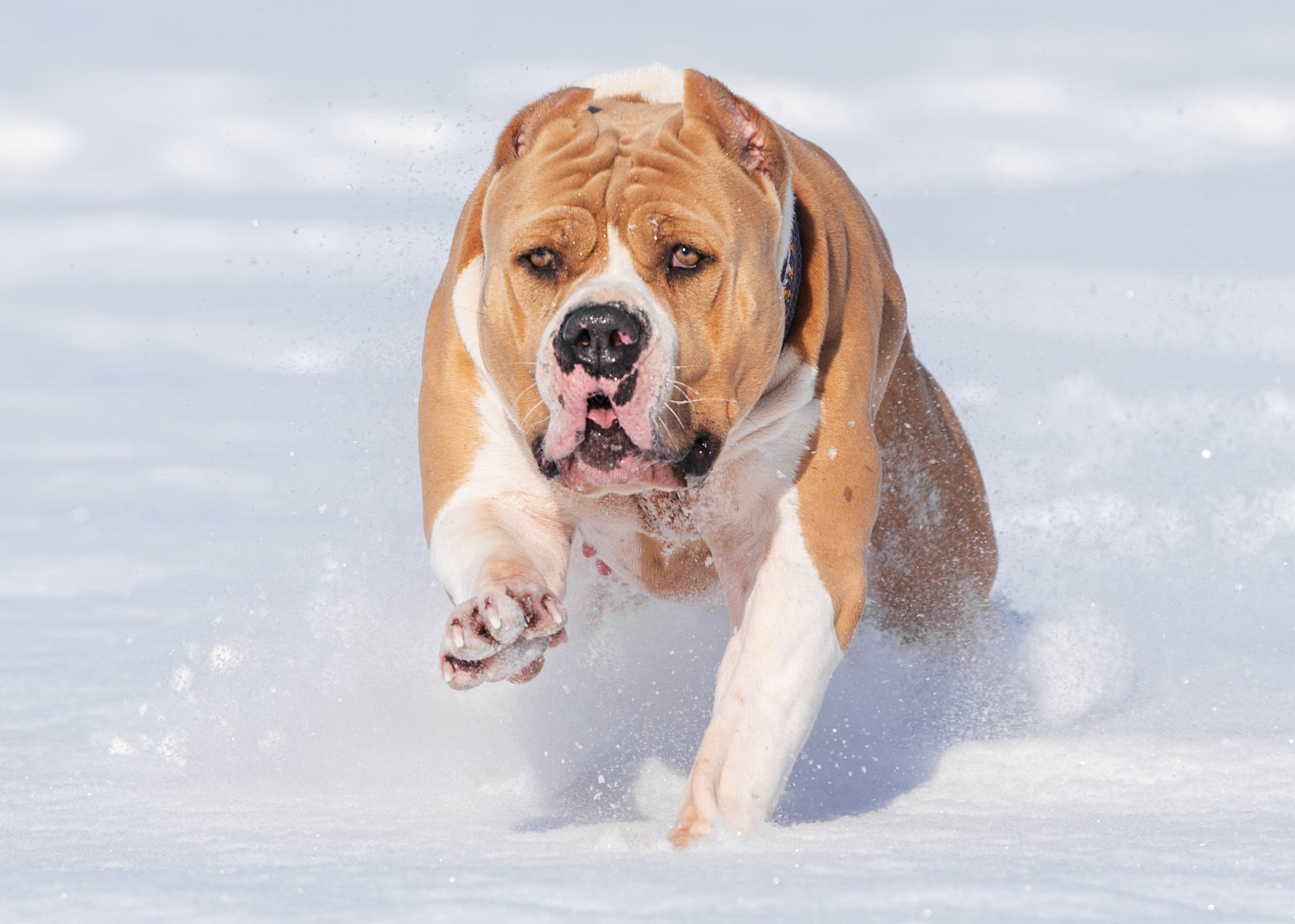 Булли. Дог-фотограф в Тюмени Александра Королева