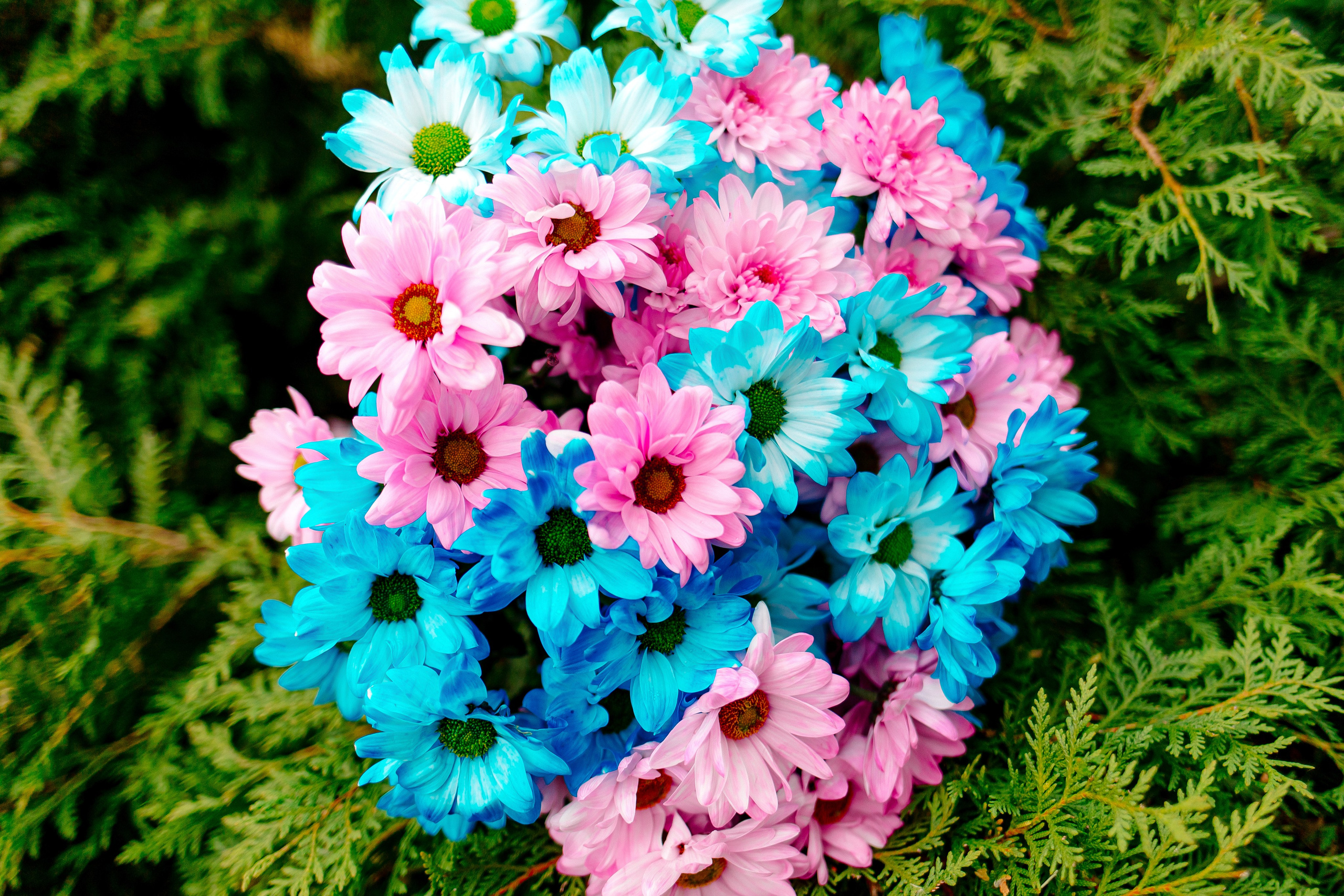 Гендер-пати. Свадебный фотограф Кропоткин Краснодар