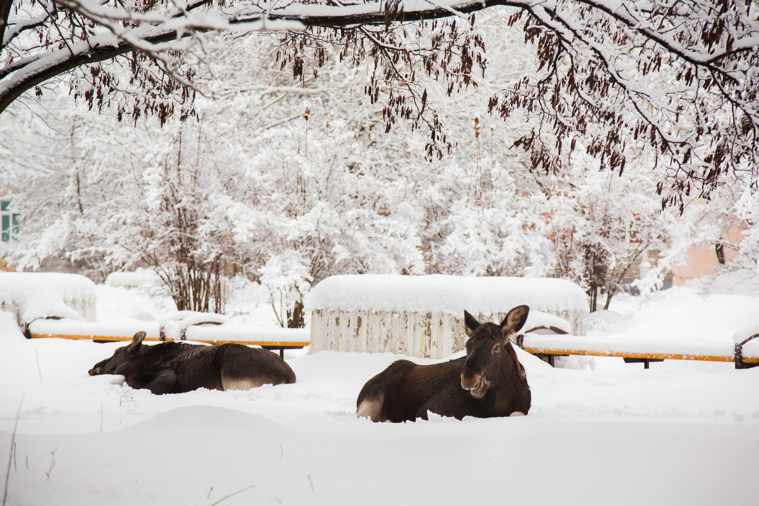 Красота Заречного. Репортажный, семейный и детский фотограф в Пензе и Заречном Арина Ермилова. Картины барельеф на заказ
