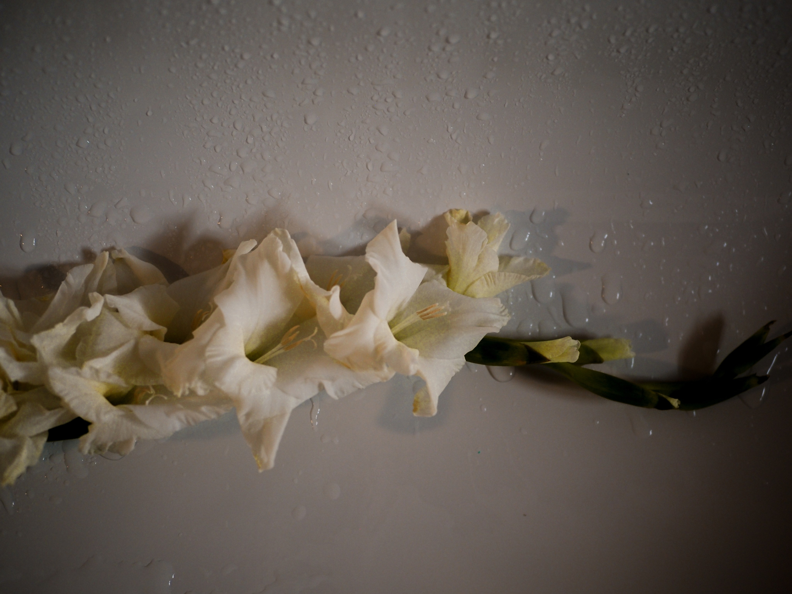 Ольга. Фотограф Рязань. Семейный Свадебный фотограф