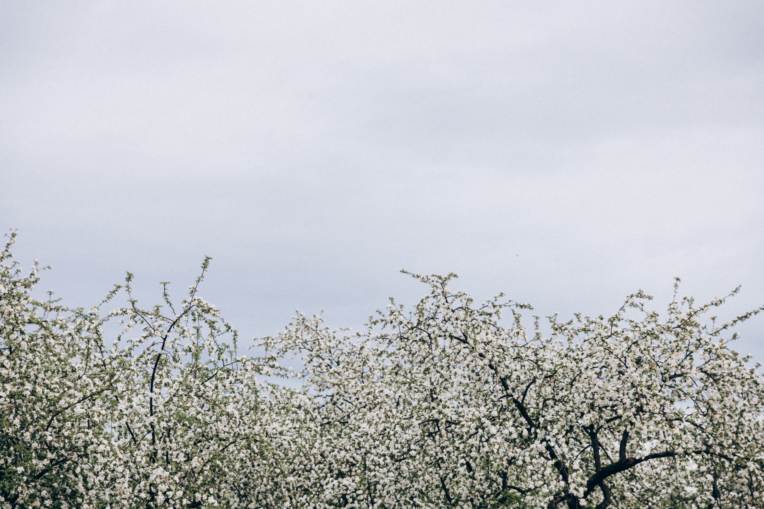 Таня в Коломенском. Фотограф-анималист в Москве Соломонова Варвара
