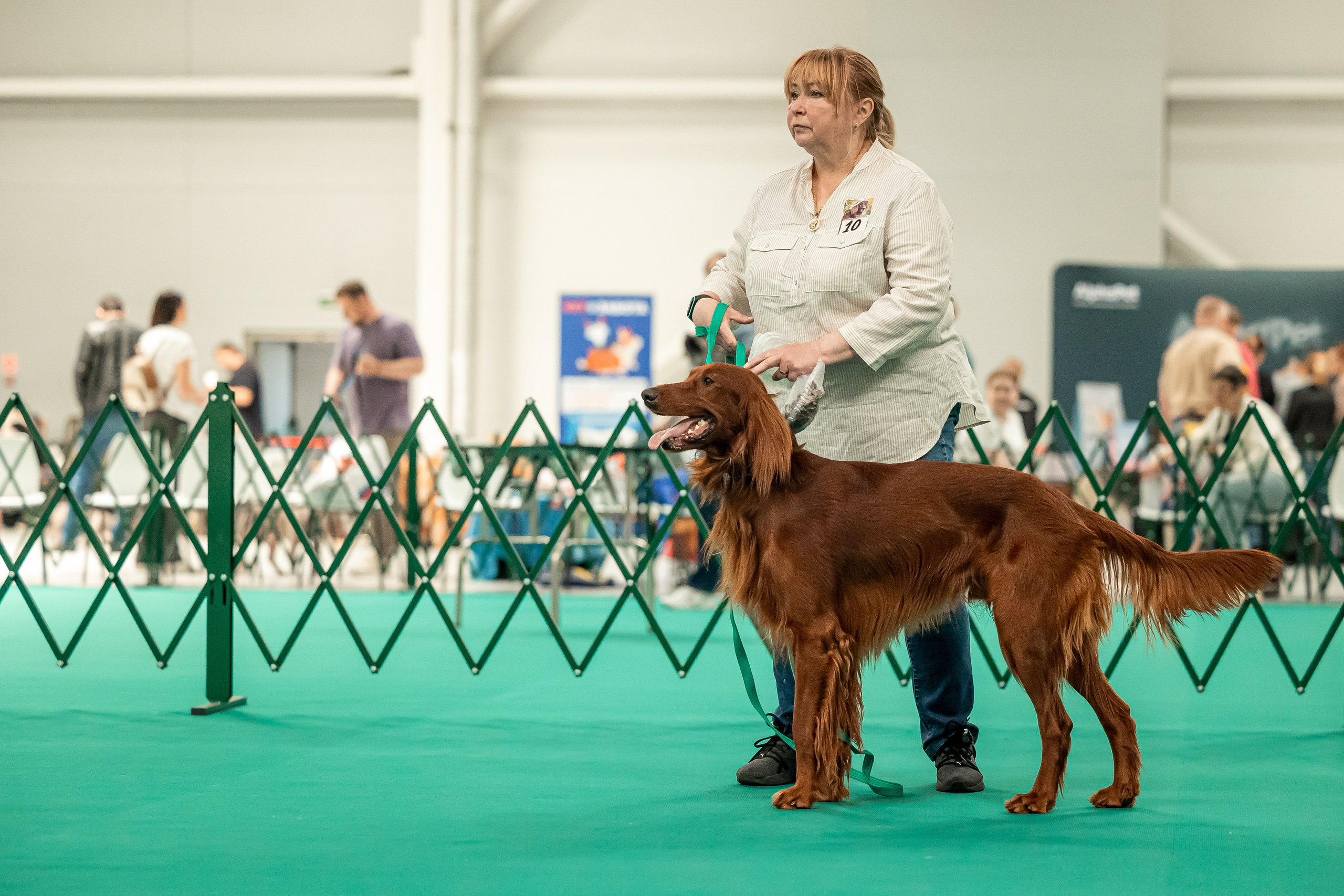Выставка сеттеров 19.05.24