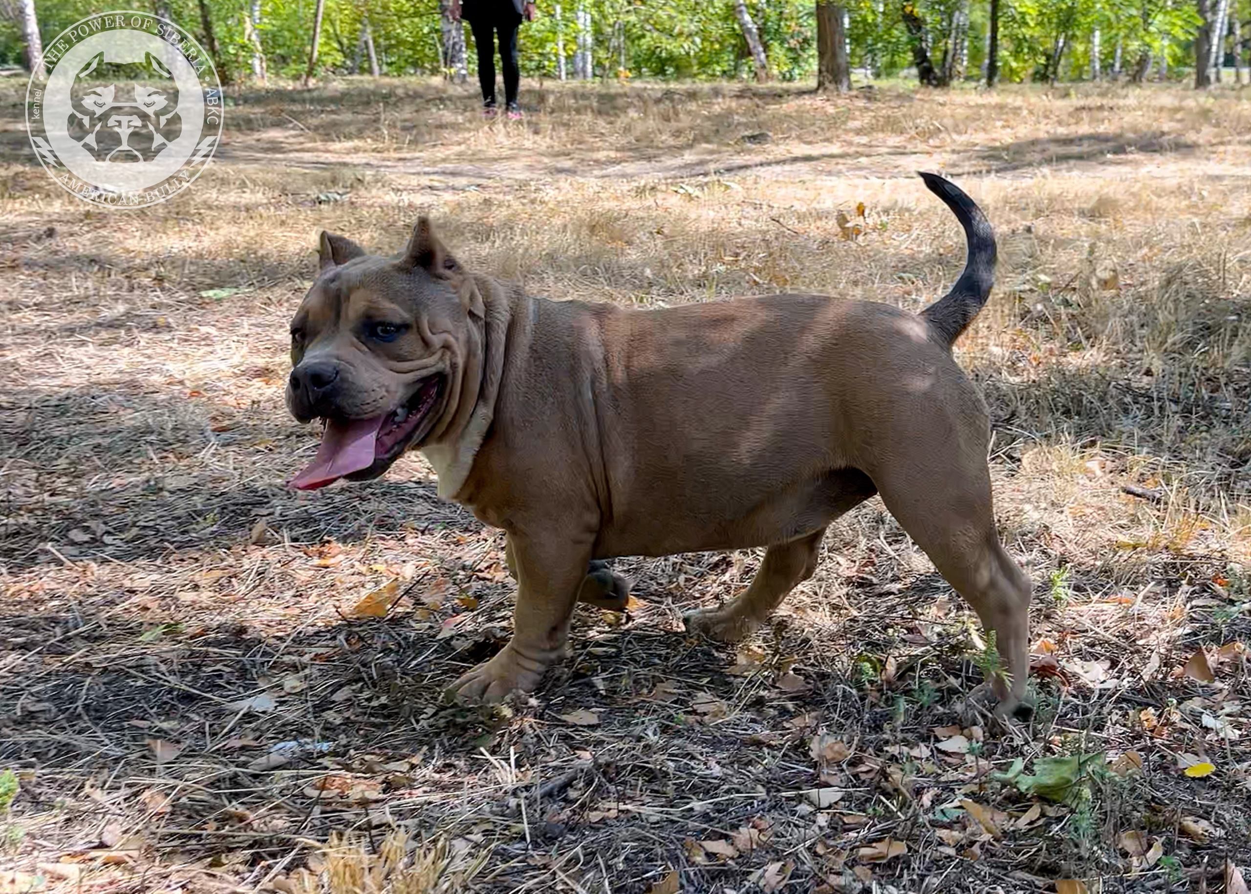 Помет Каспер и Тагира. 21.04.25. Американский Булли в г. Ростов-на-Дону. Питомник THE POWER OF SIBERIA