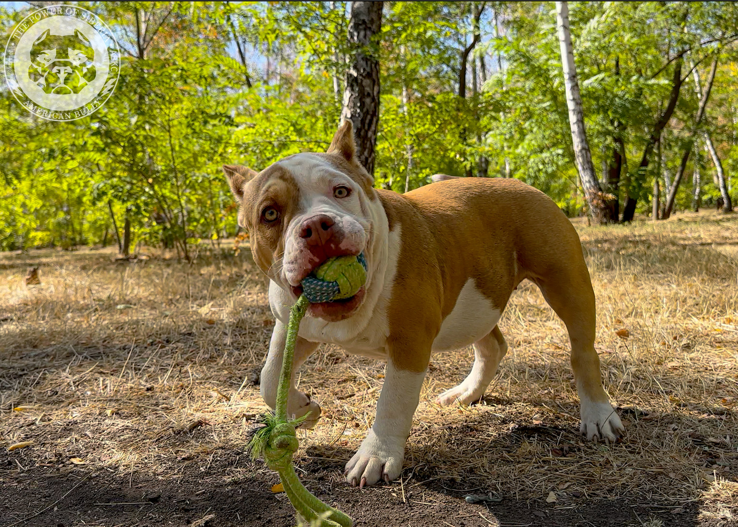 Помет Каспер и Тагира. 21.04.25. Американский Булли в г. Ростов-на-Дону. Питомник THE POWER OF SIBERIA