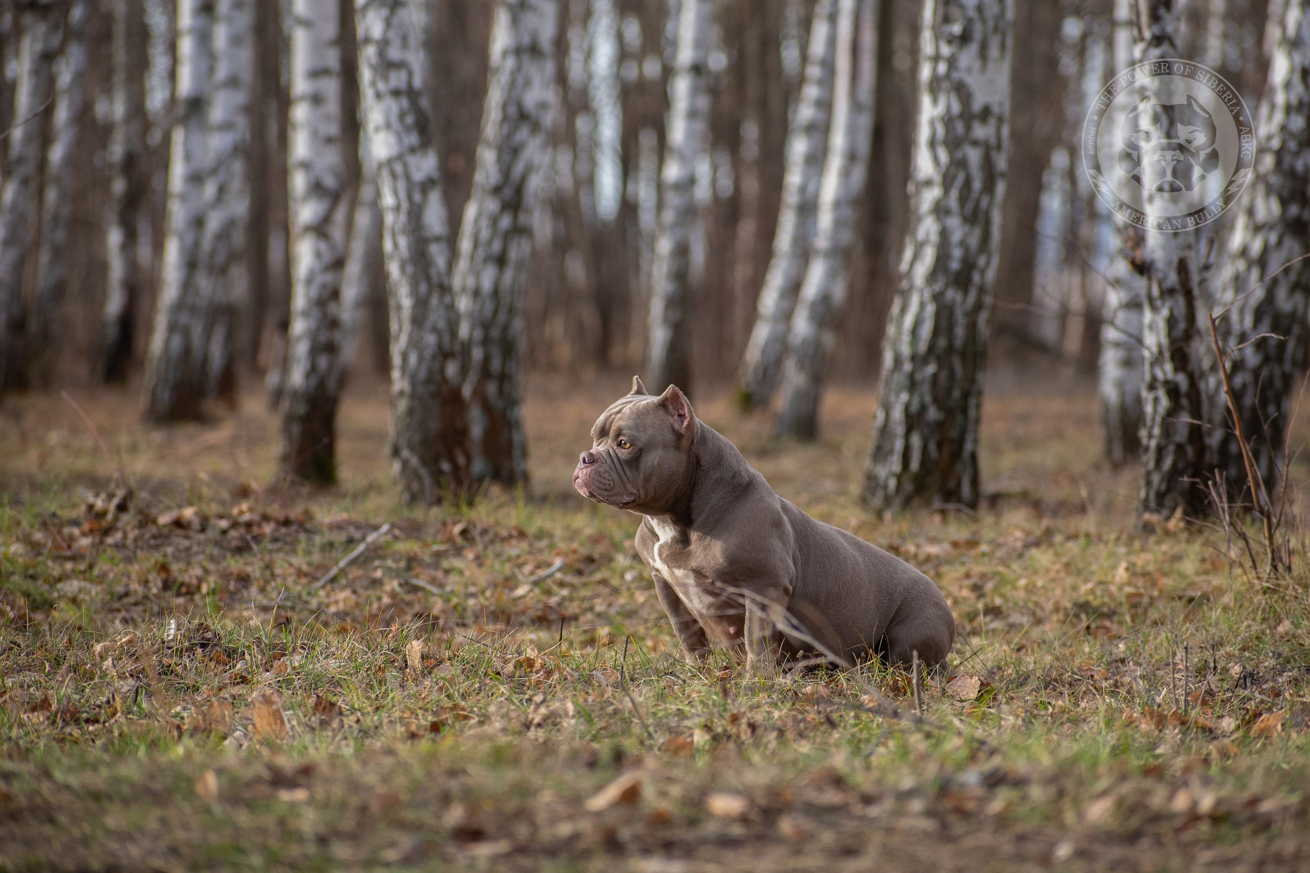 кобель на вязку Американский булли в Кургане