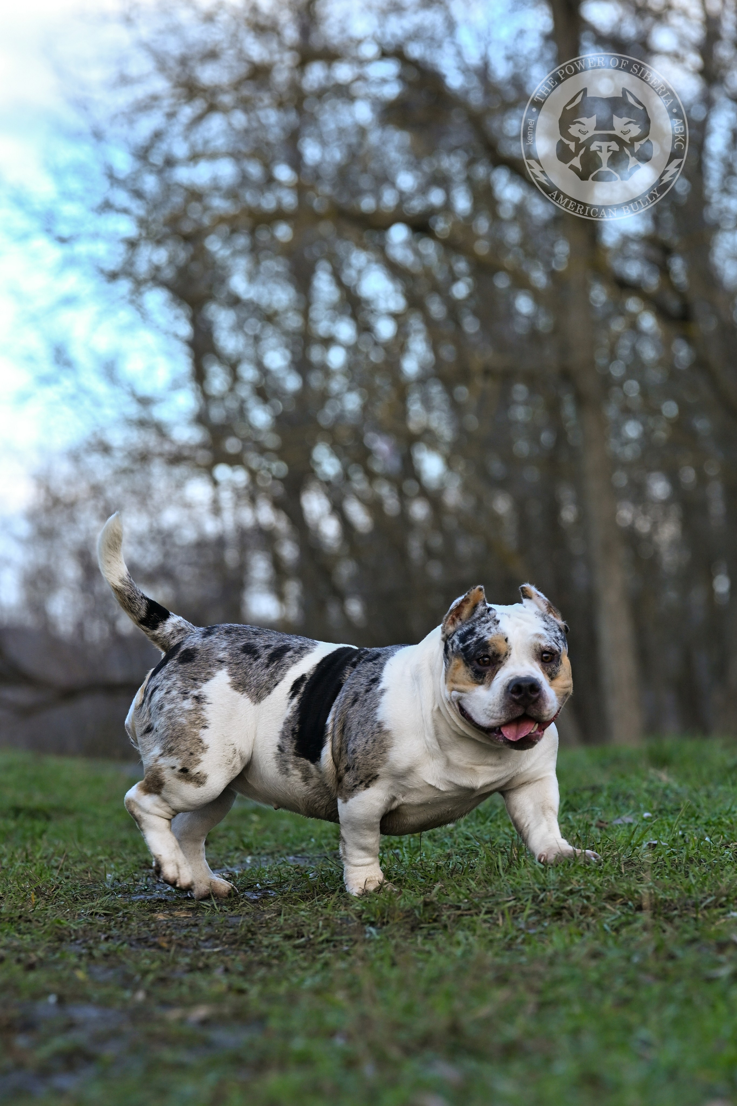 THE POWER OF SIBERIA BAFFI. Американский Булли в г. Ростов-на-Дону. Питомник THE POWER OF SIBERIA