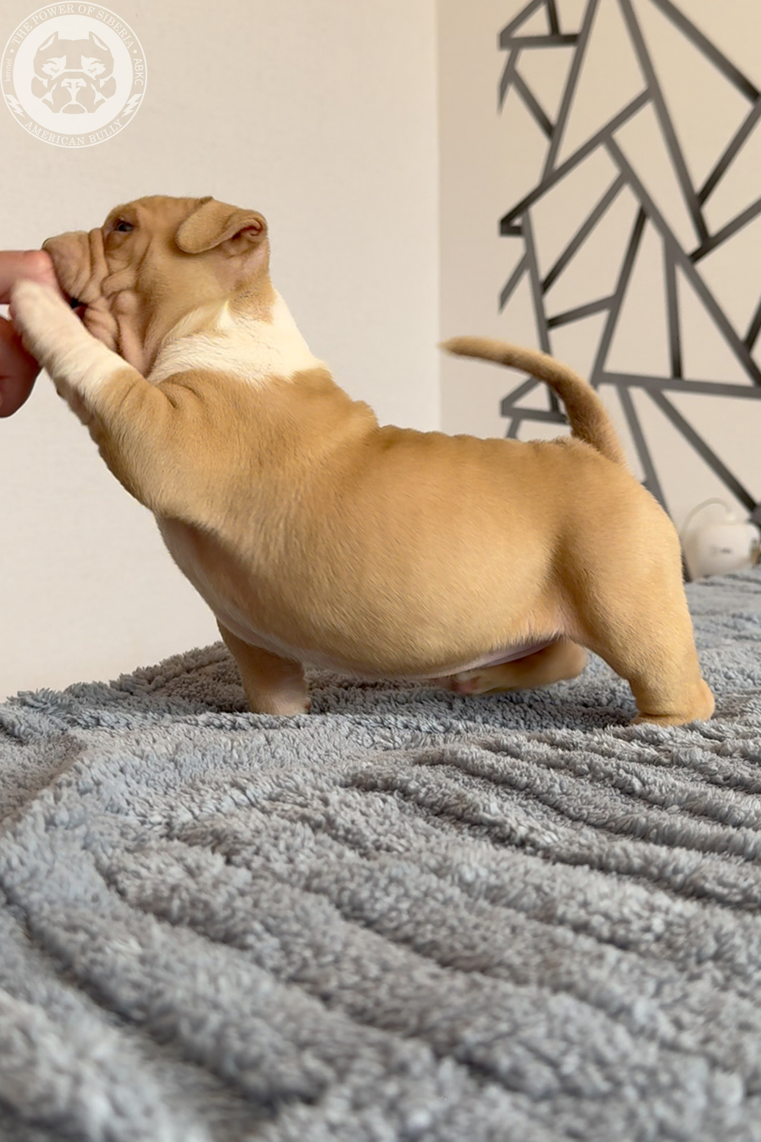 Свободные щенки Американский Булли, в типах покет, классик, стандарт. Американский Булли в г. Ростов-на-Дону. Питомник THE POWER OF SIBERIA